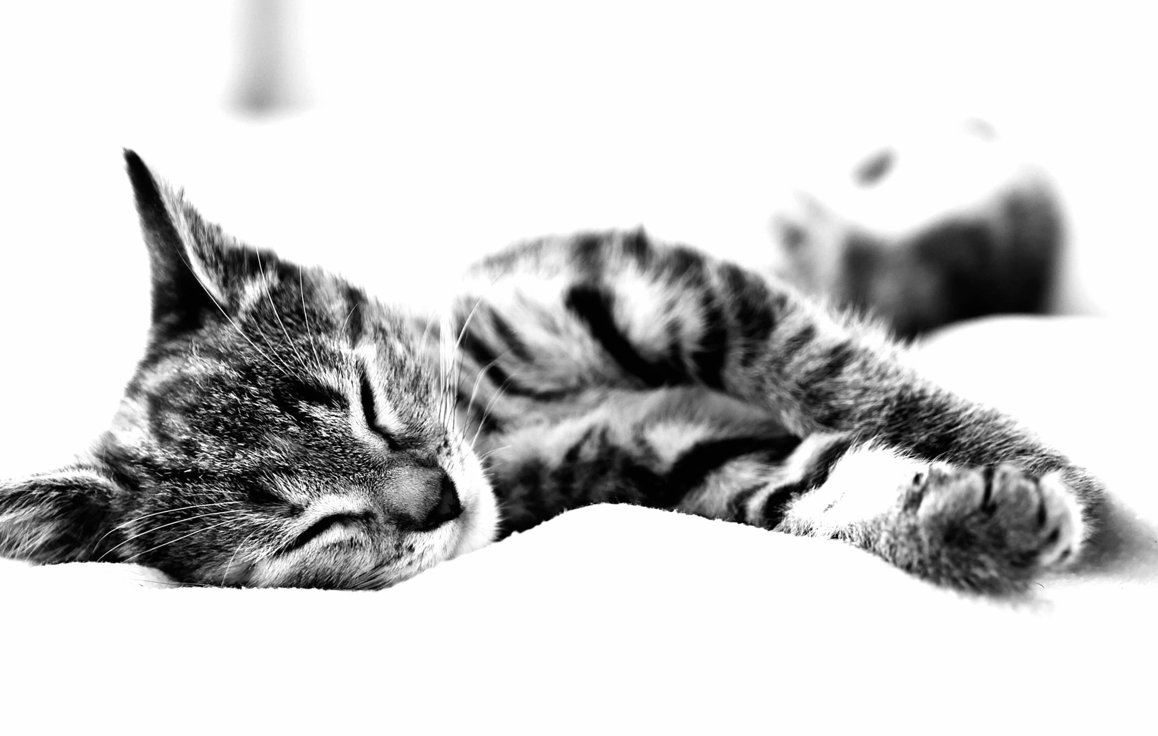 Animal Cat wallpapers HD Animal Cat wallpapers HD quality