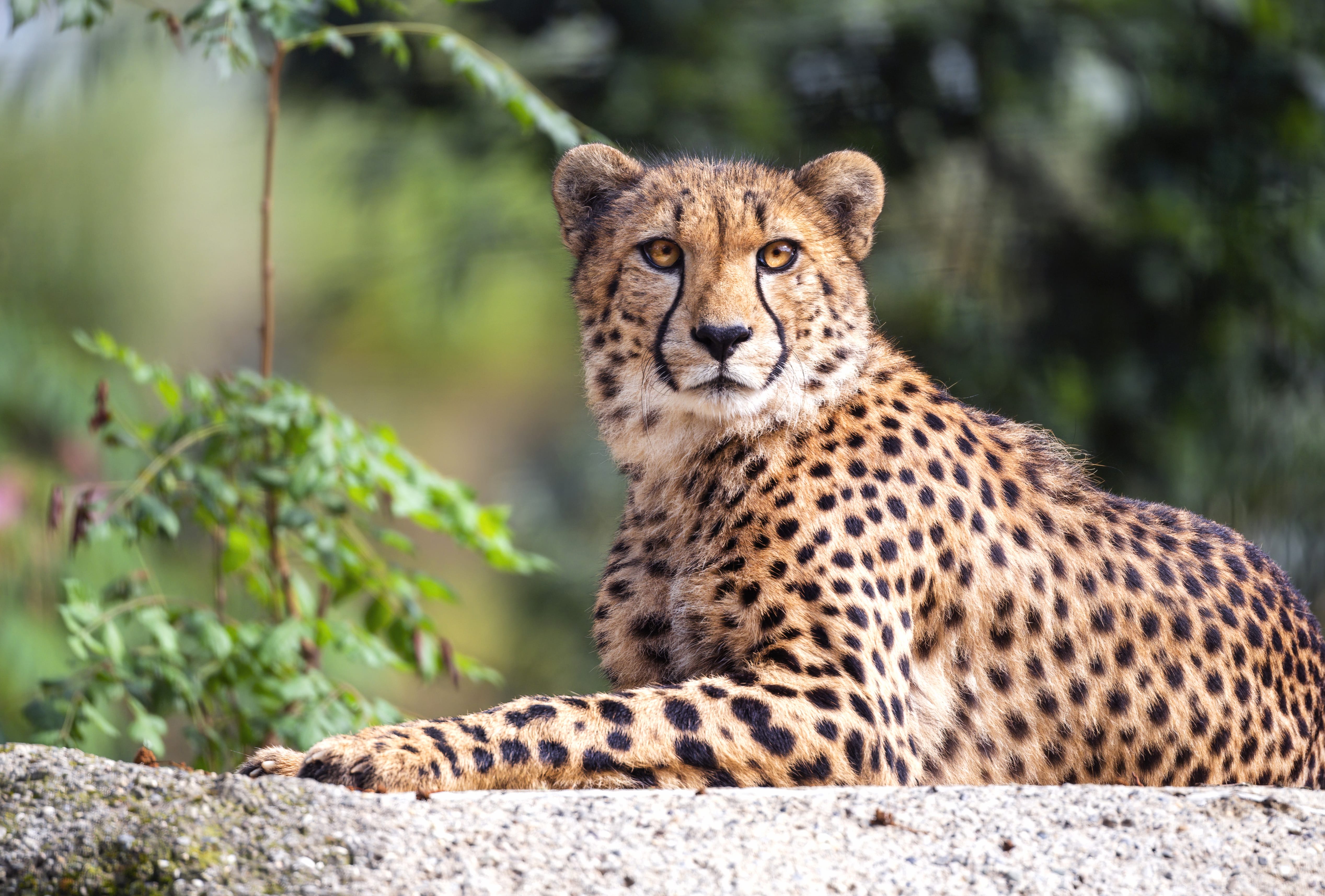 Animal Cheetah at 1152 x 864 size wallpapers HD quality