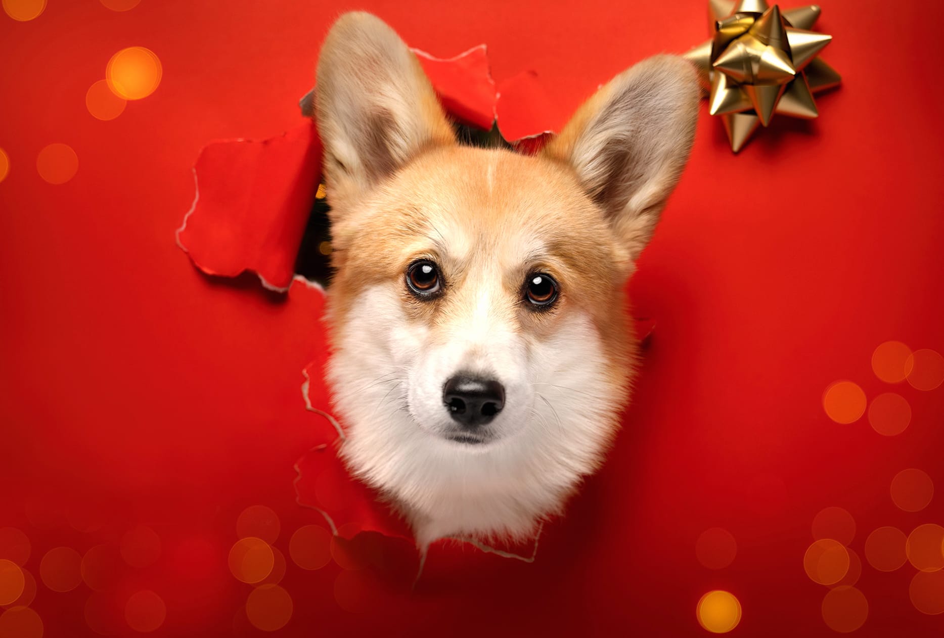 Animal Corgi wallpapers HD Animal Corgi wallpapers HD quality