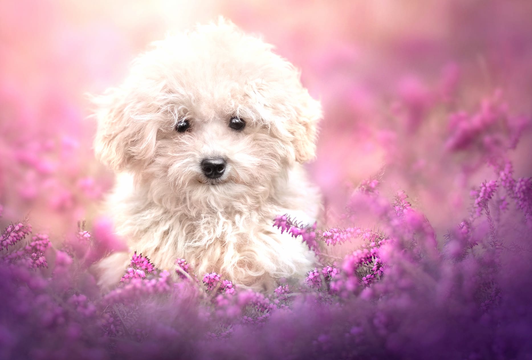Animal Dog wallpapers HD Animal Dog wallpapers HD quality