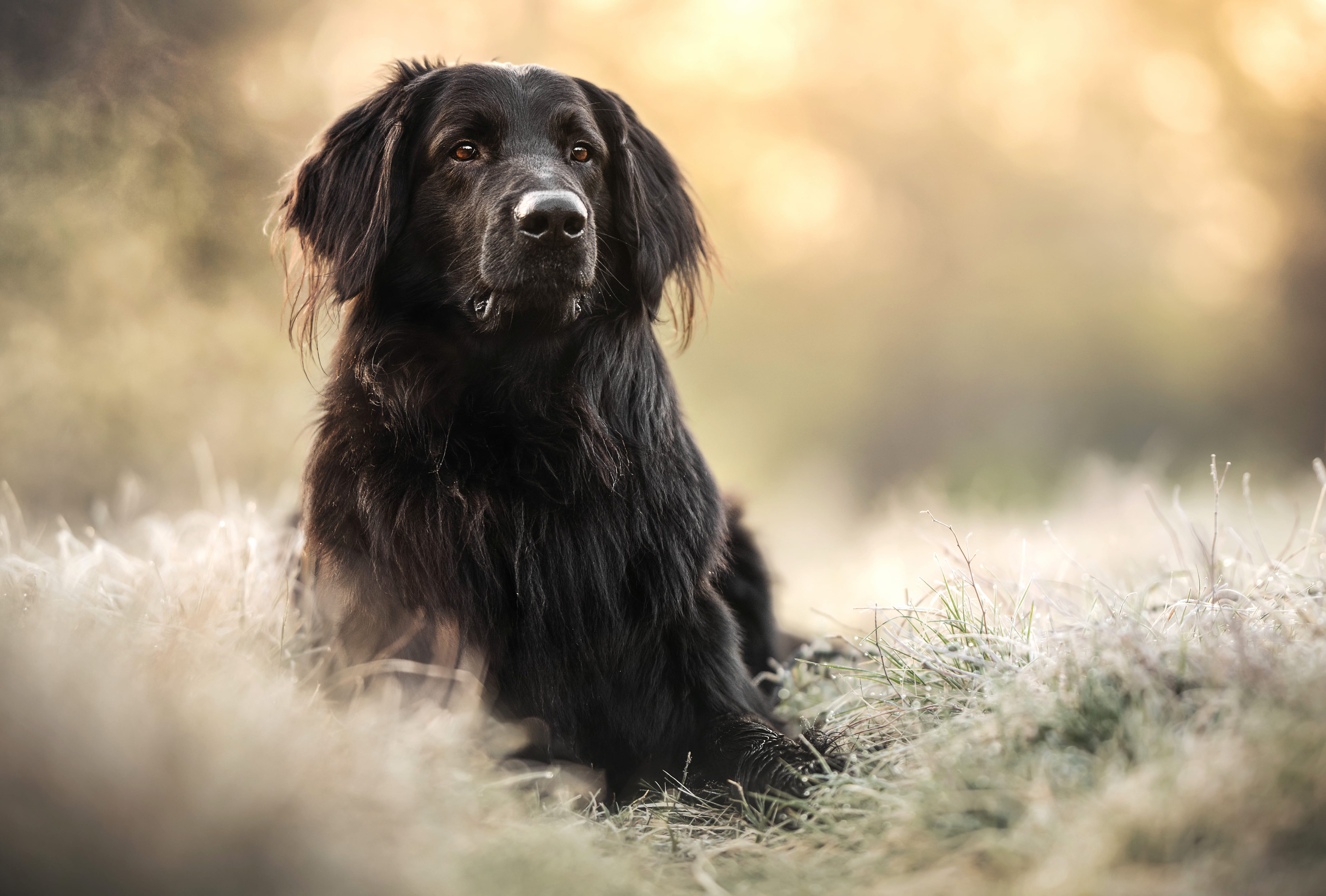 Animal Dog Black Dog wallpapers HD quality