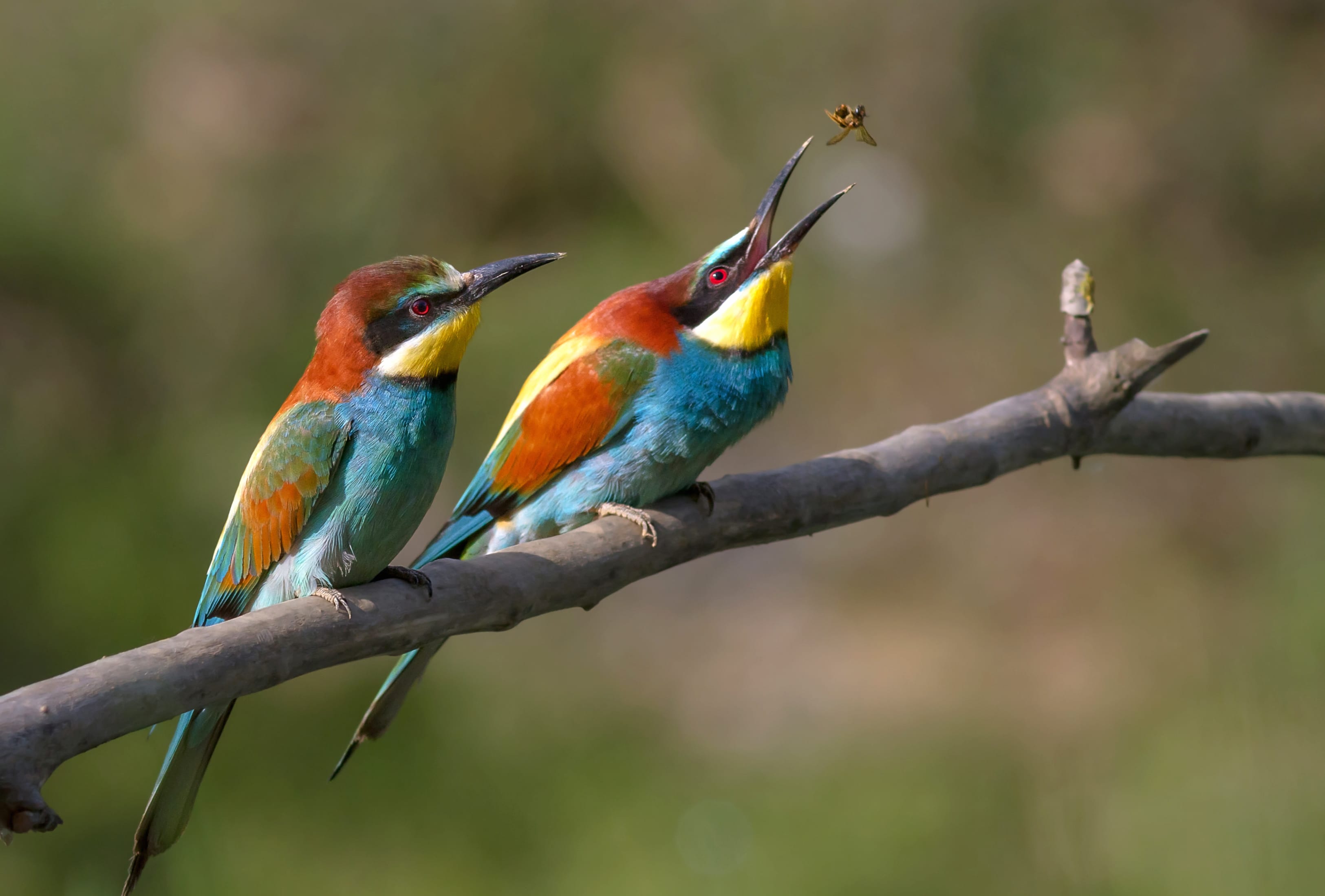 Animal European Bee-eater European Bee-eater wallpapers HD quality