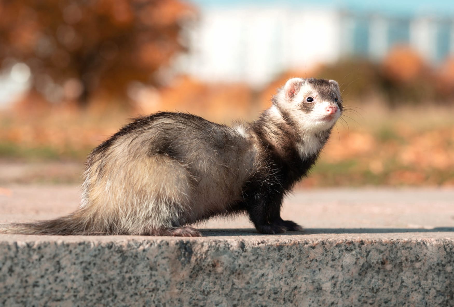 Animal Ferret wallpapers HD quality