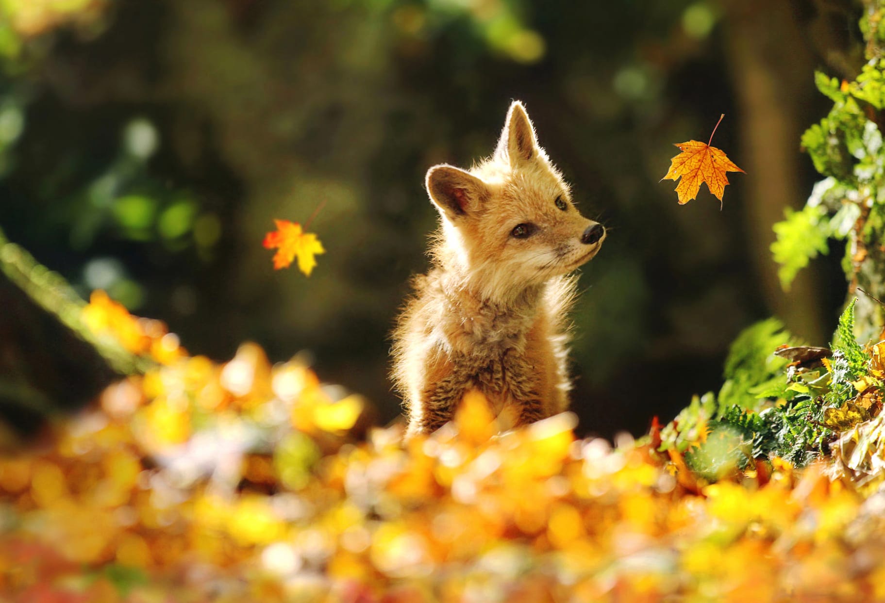 Animal Fox wallpapers HD quality