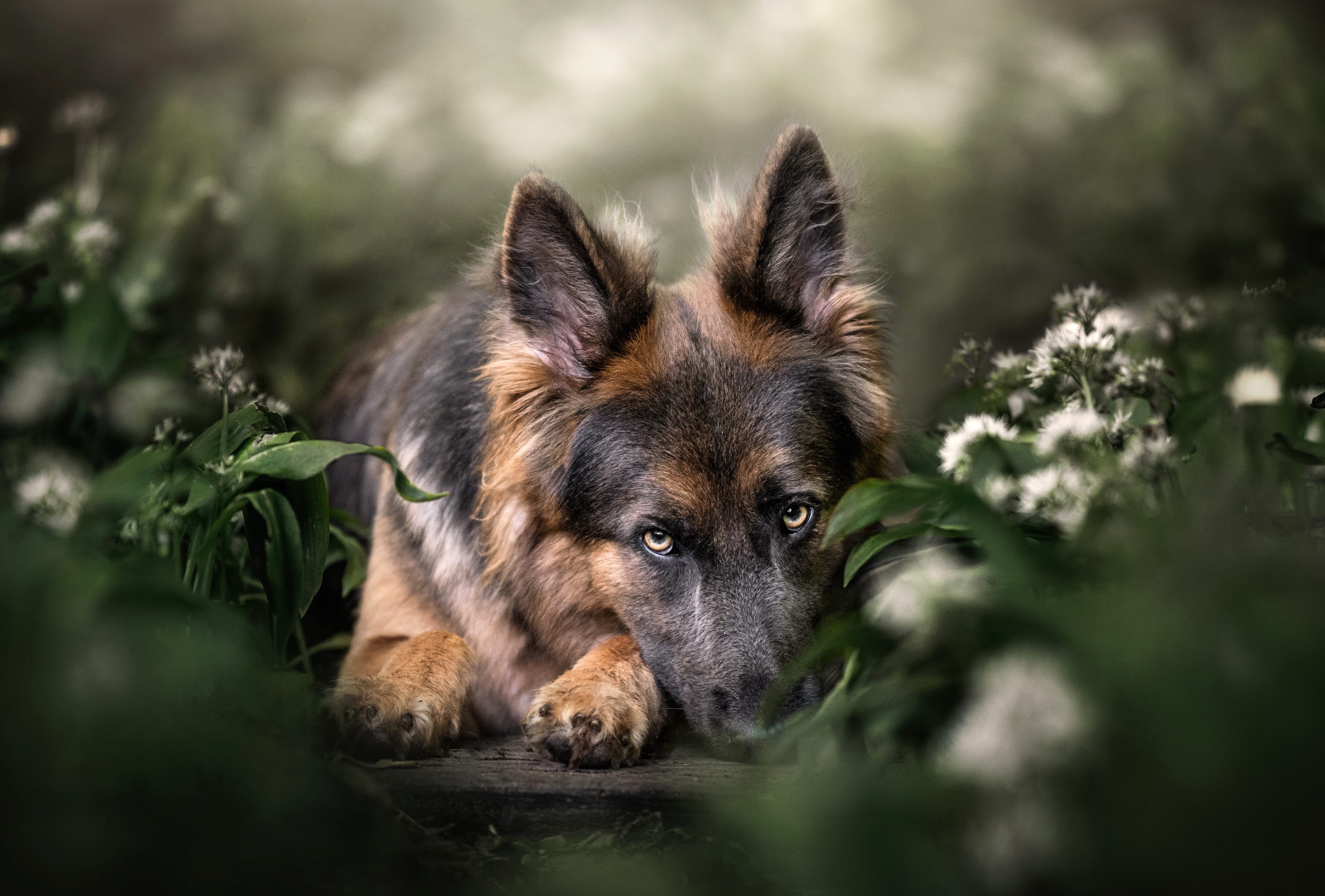 Animal German Shepherd wallpapers HD quality