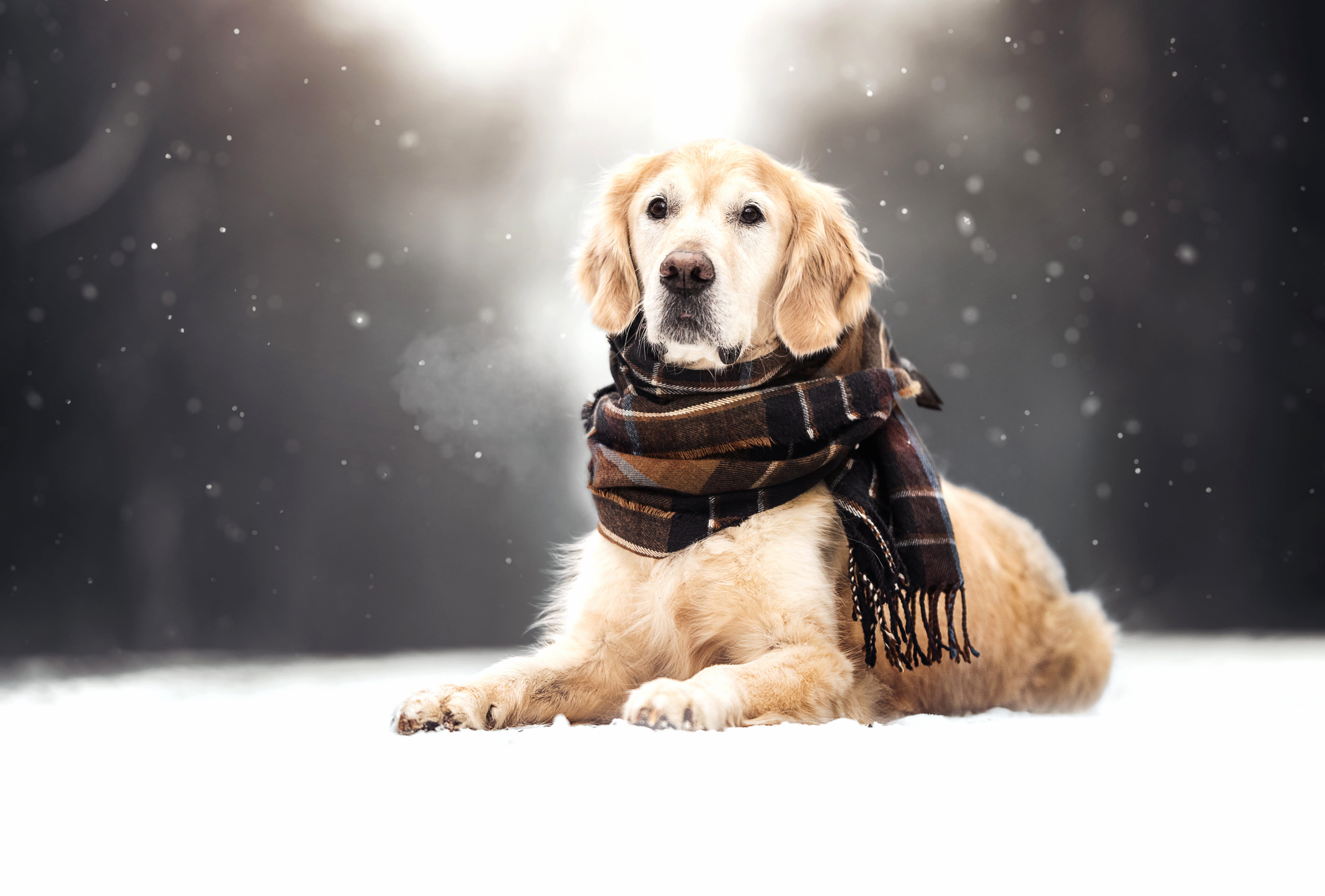 Animal Golden Retriever wallpapers HD quality