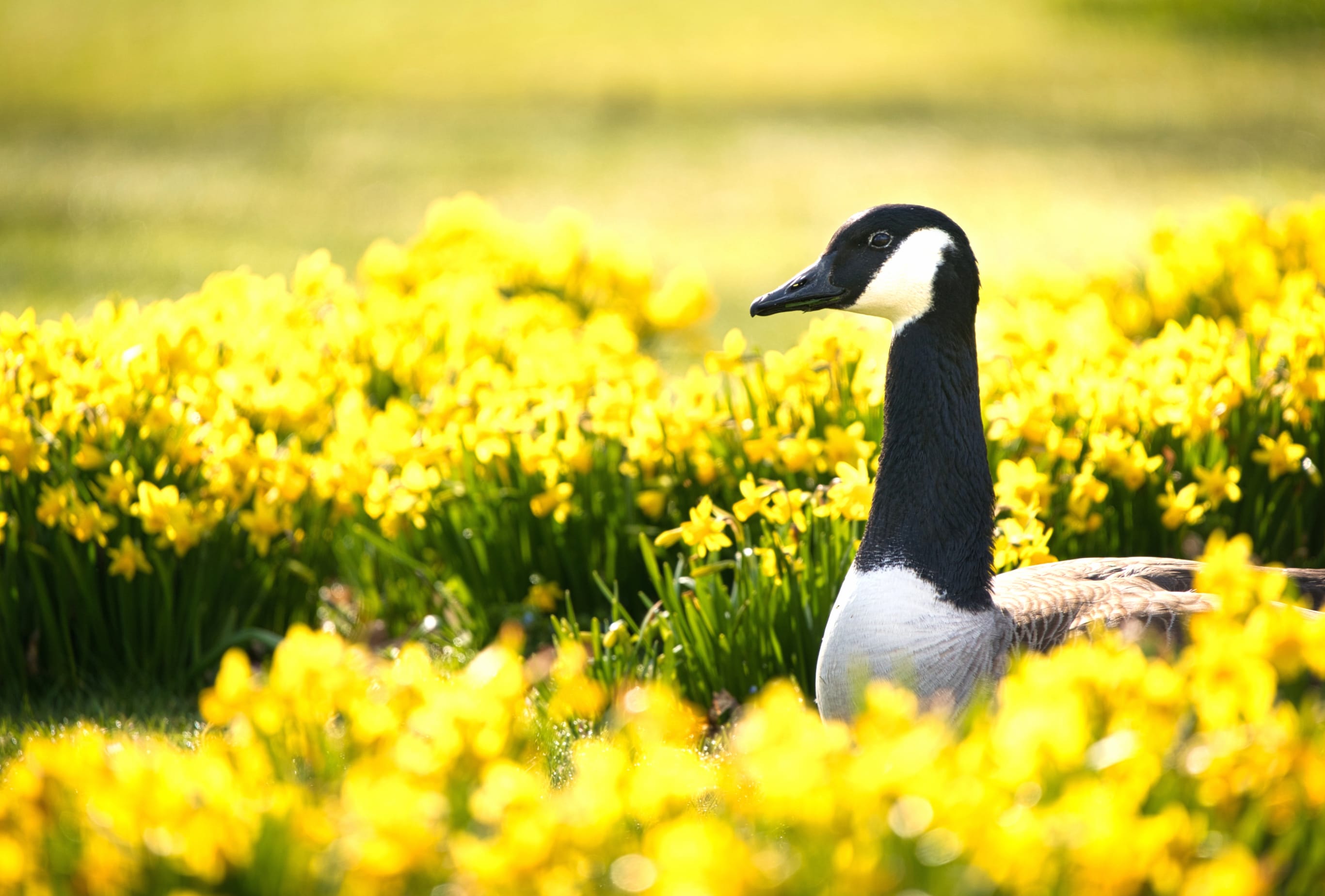 Animal Goose wallpapers HD Animal Goose wallpapers HD quality