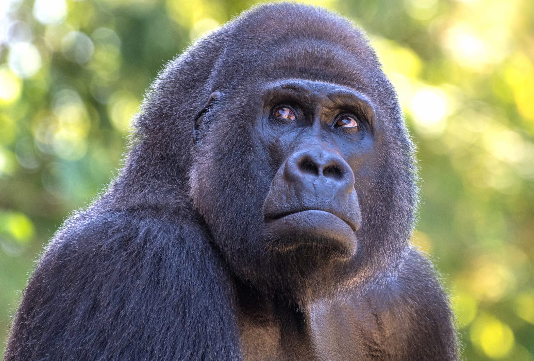 Animal Gorilla at 1024 x 1024 iPad size wallpapers HD quality