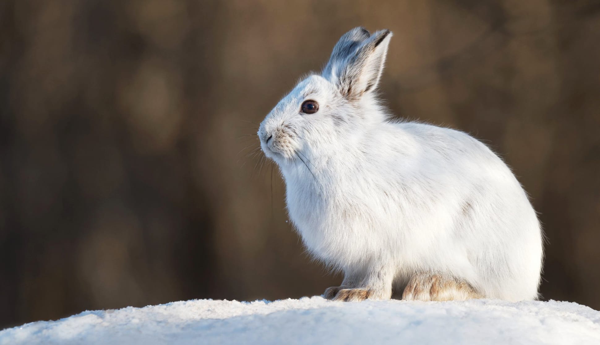 Animal Hare wallpapers HD quality