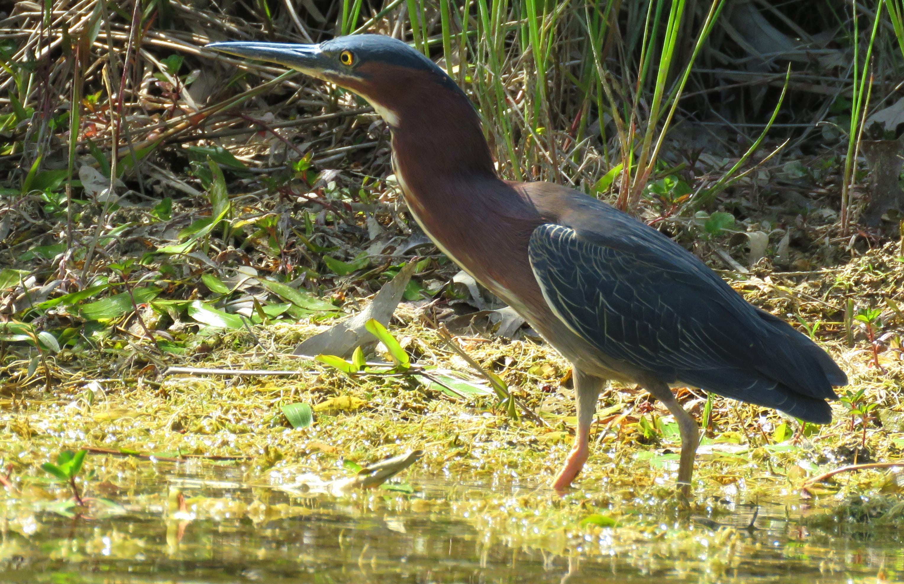 Animal Heron wallpapers HD Animal Heron wallpapers HD quality