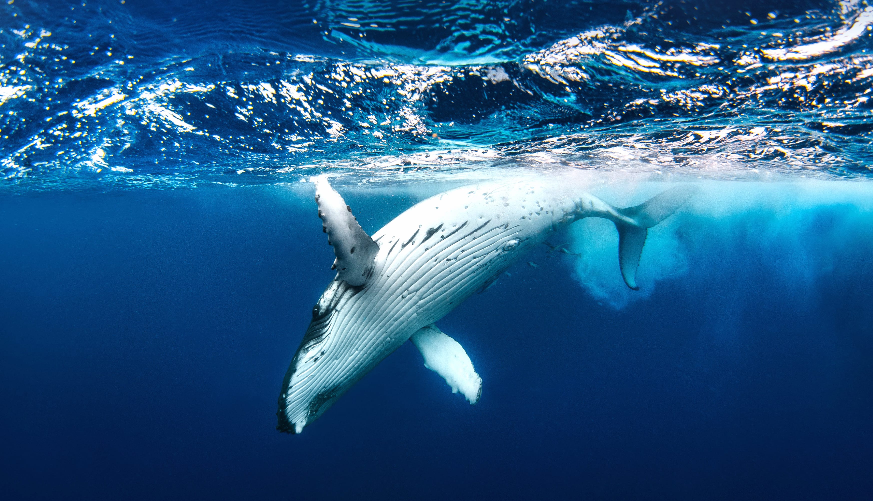 Animal Humpback Whale at 1024 x 1024 iPad size wallpapers HD quality