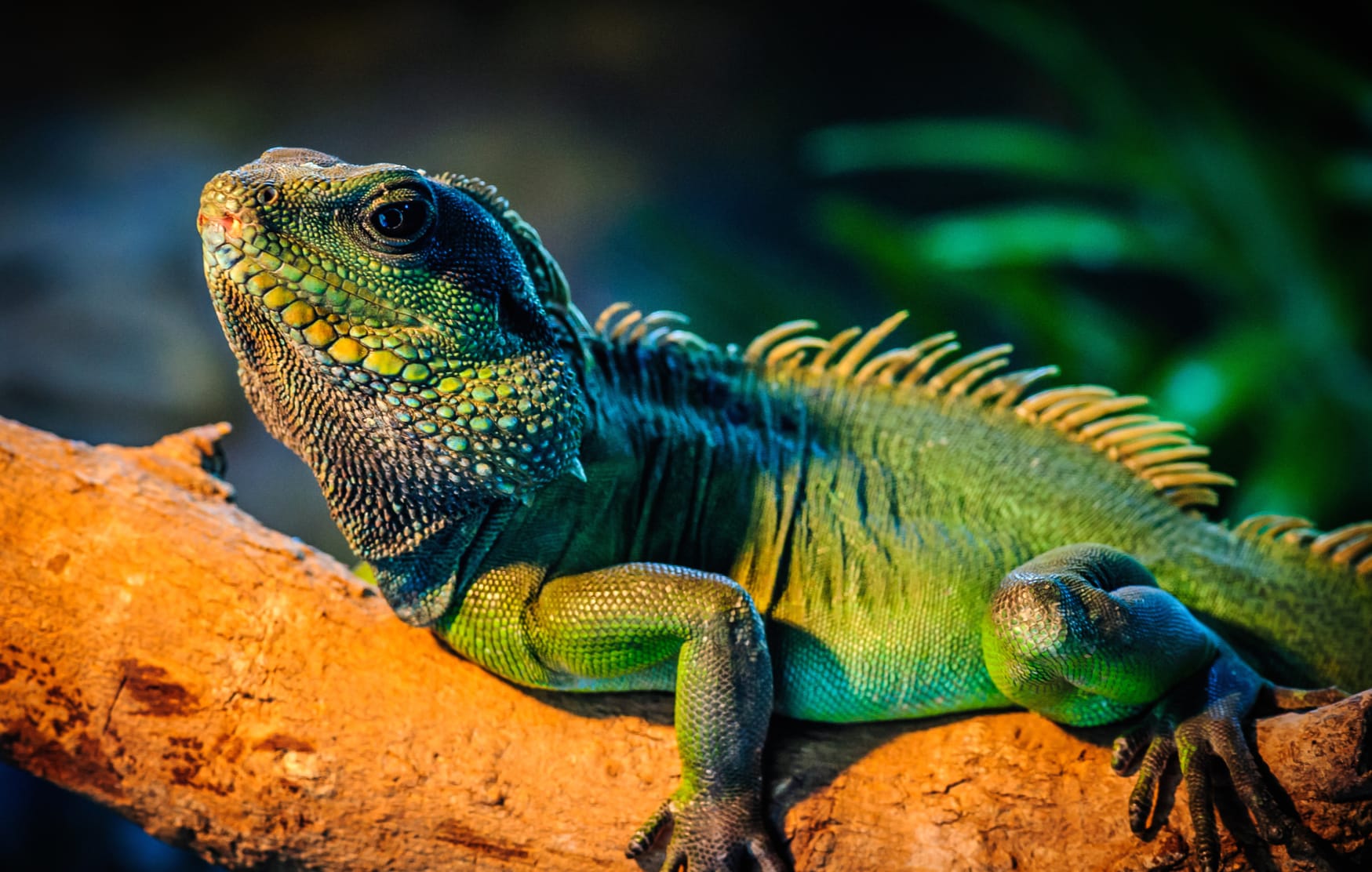 Animal Iguana wallpapers HD quality