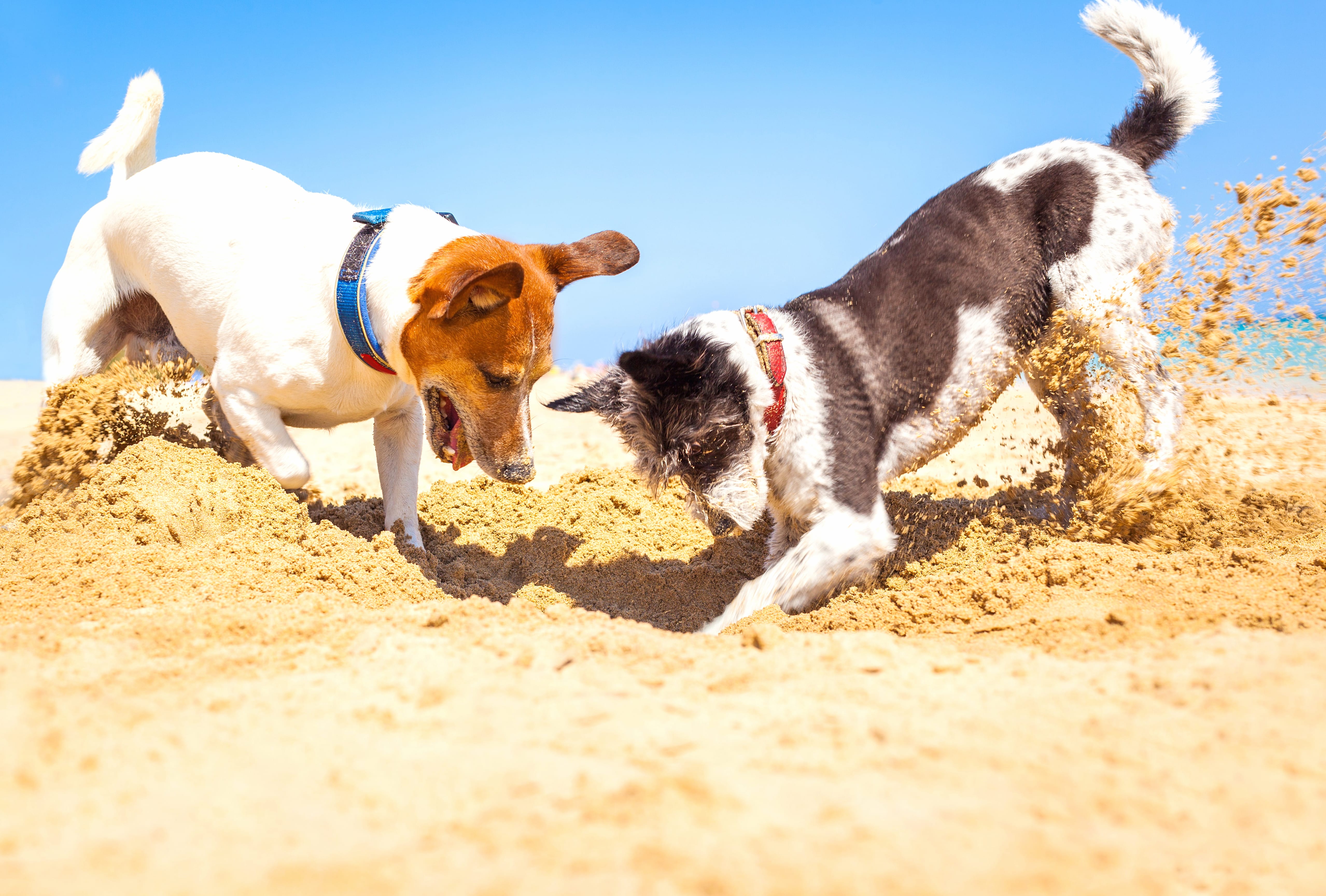 Animal Jack Russell Terrier at 2048 x 2048 iPad size wallpapers HD quality