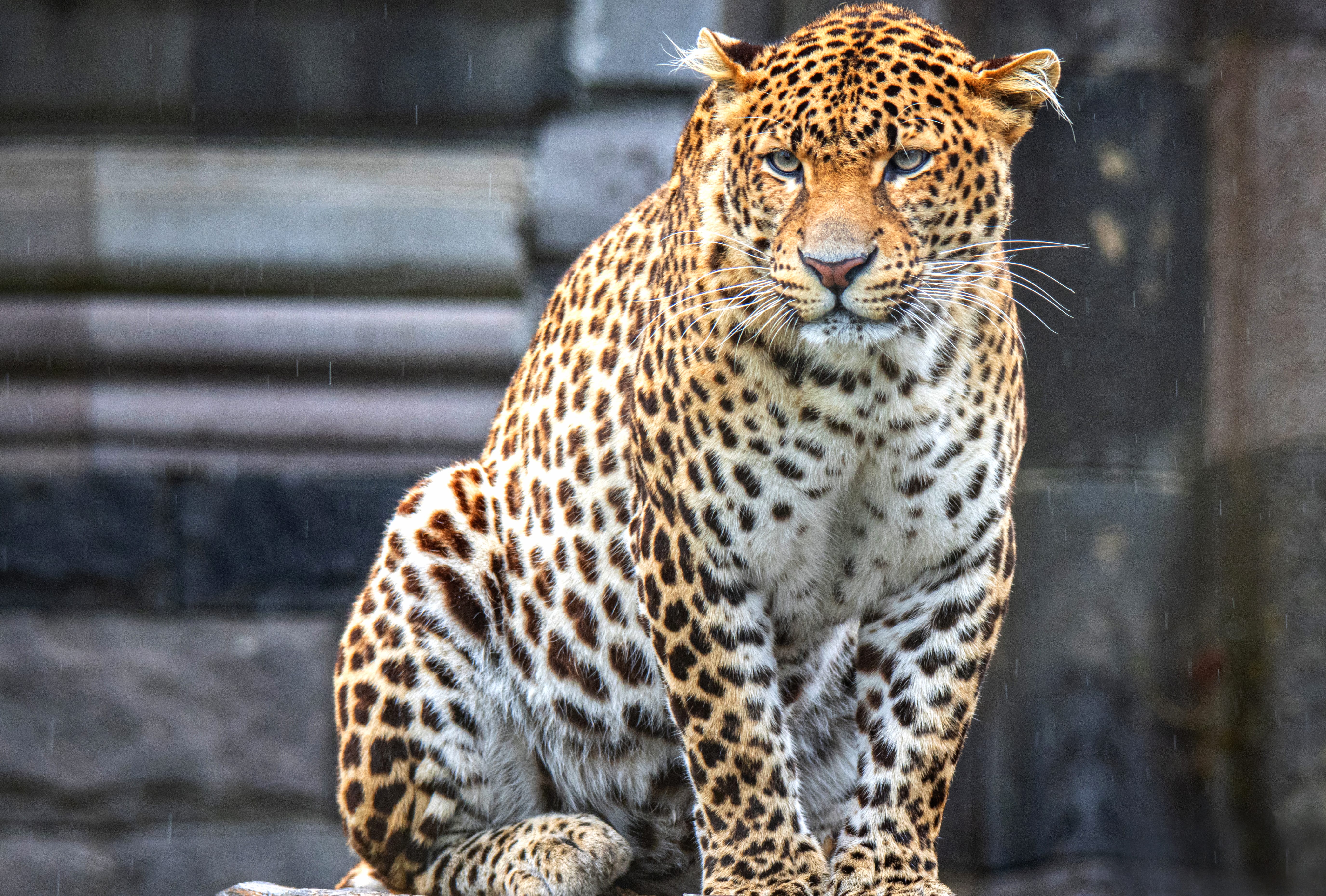 Animal Jaguar wallpapers HD quality