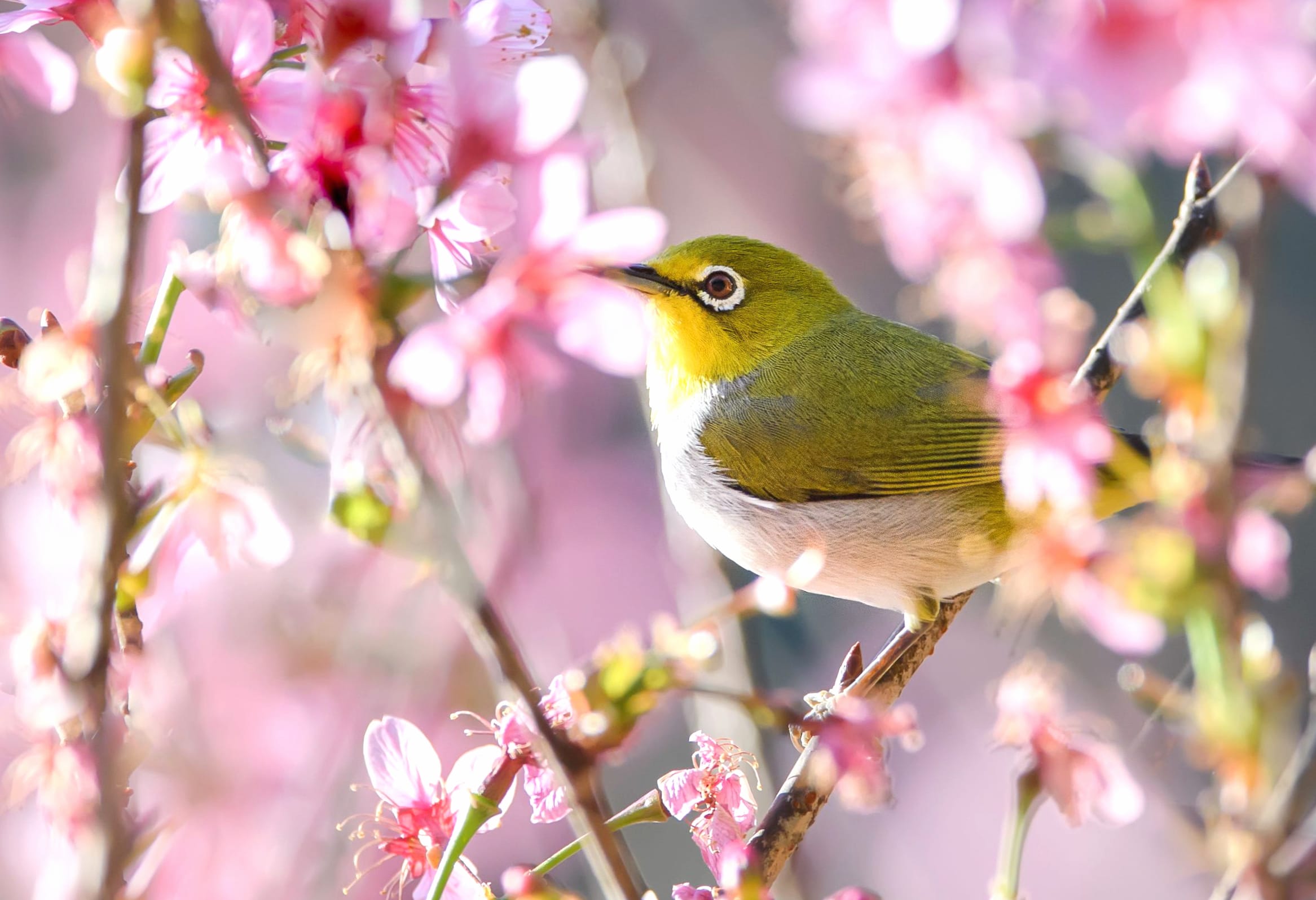 Animal Japanese White-eye at 1152 x 864 size wallpapers HD quality