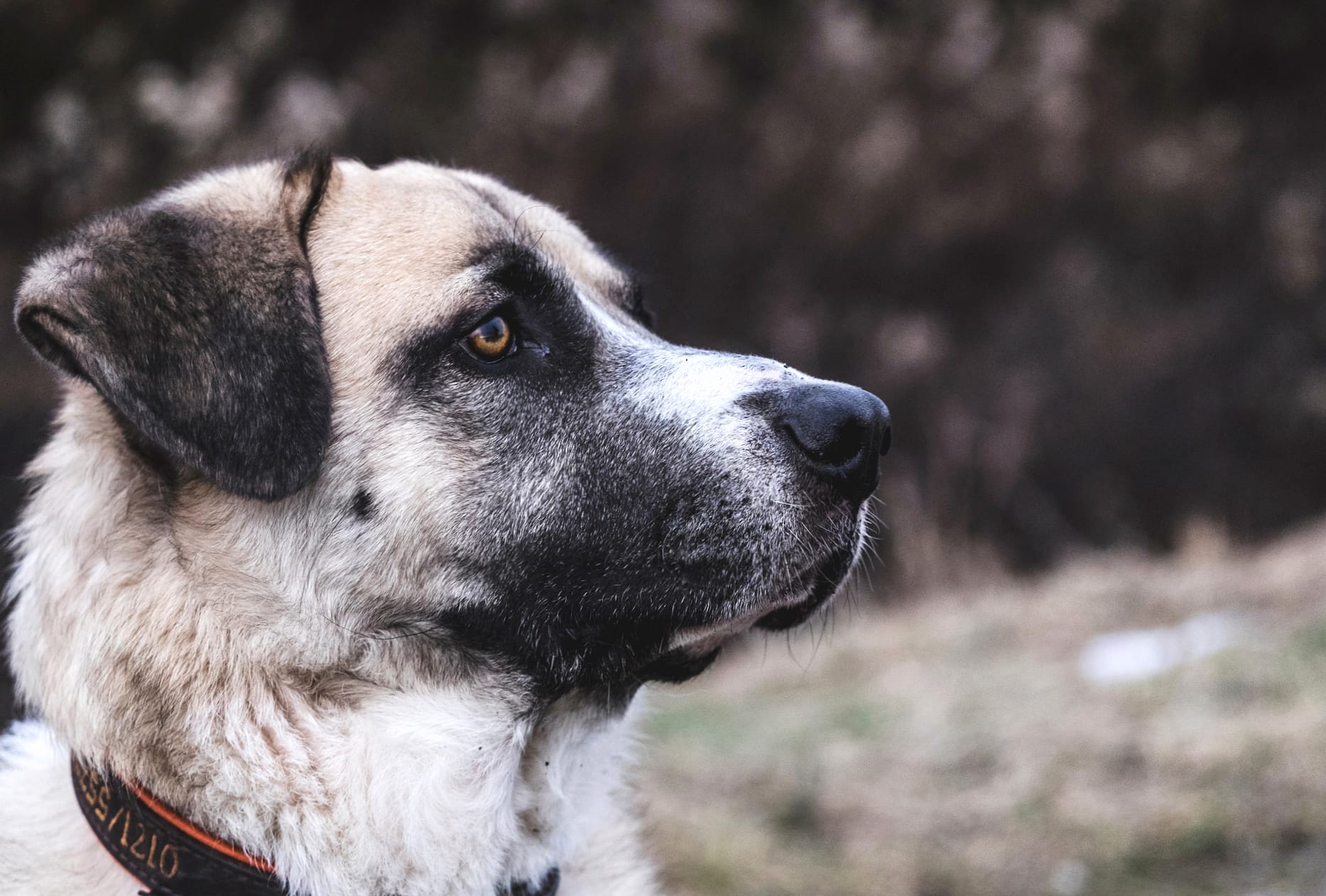 Animal Kangal Shepherd Dog at 1536 x 864 HD size wallpapers HD quality