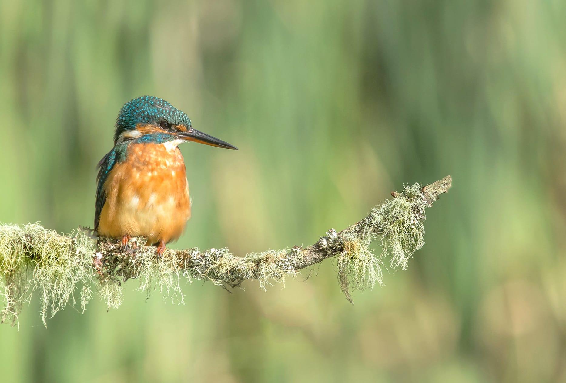 Animal Kingfisher wallpapers HD quality