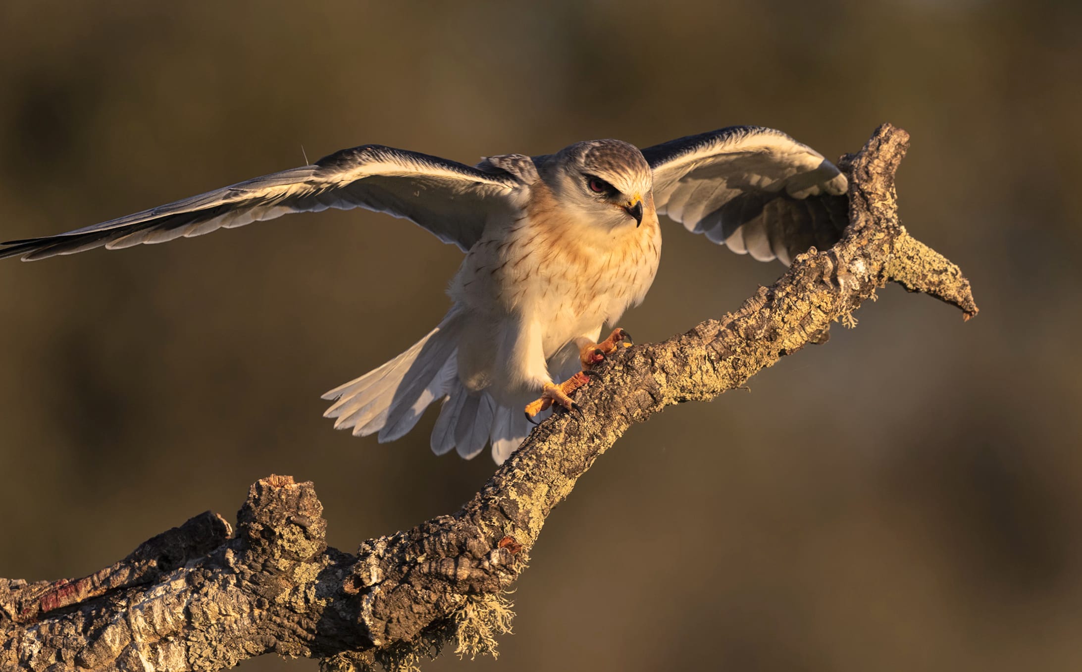 Animal Kite wallpapers HD quality