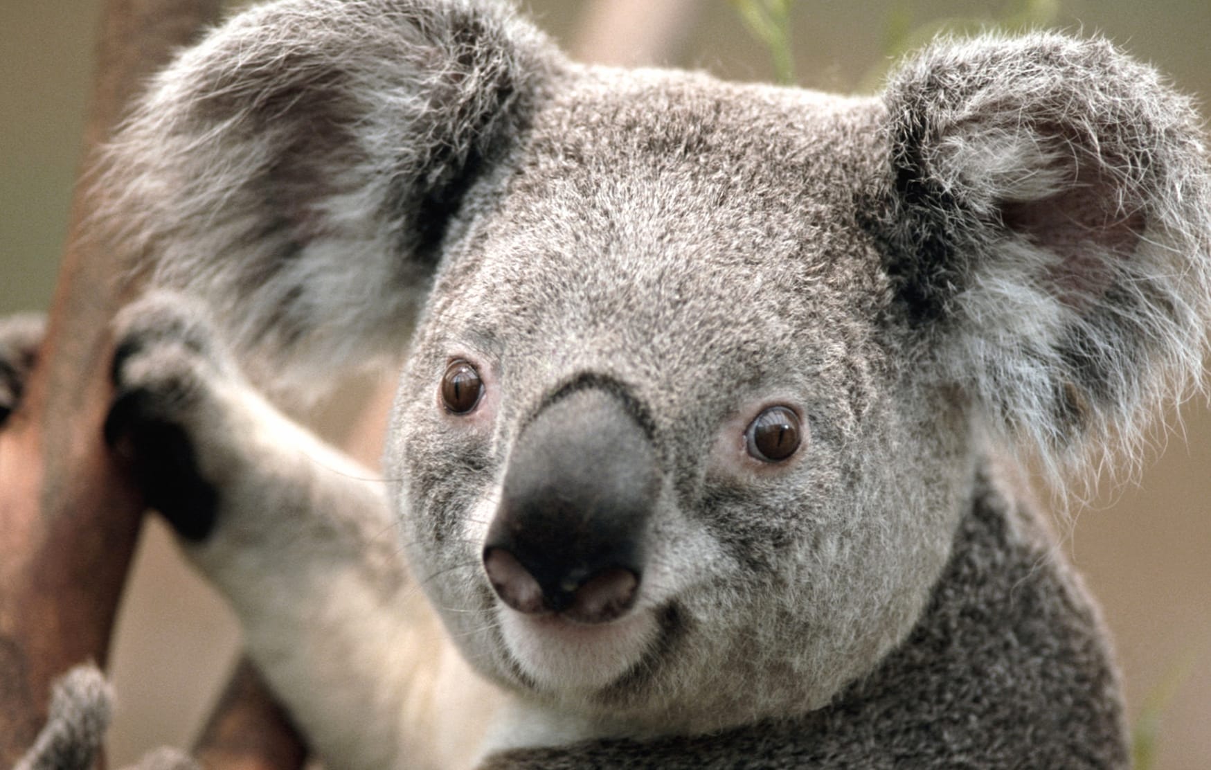 Animal Koala at 2048 x 2048 iPad size wallpapers HD quality