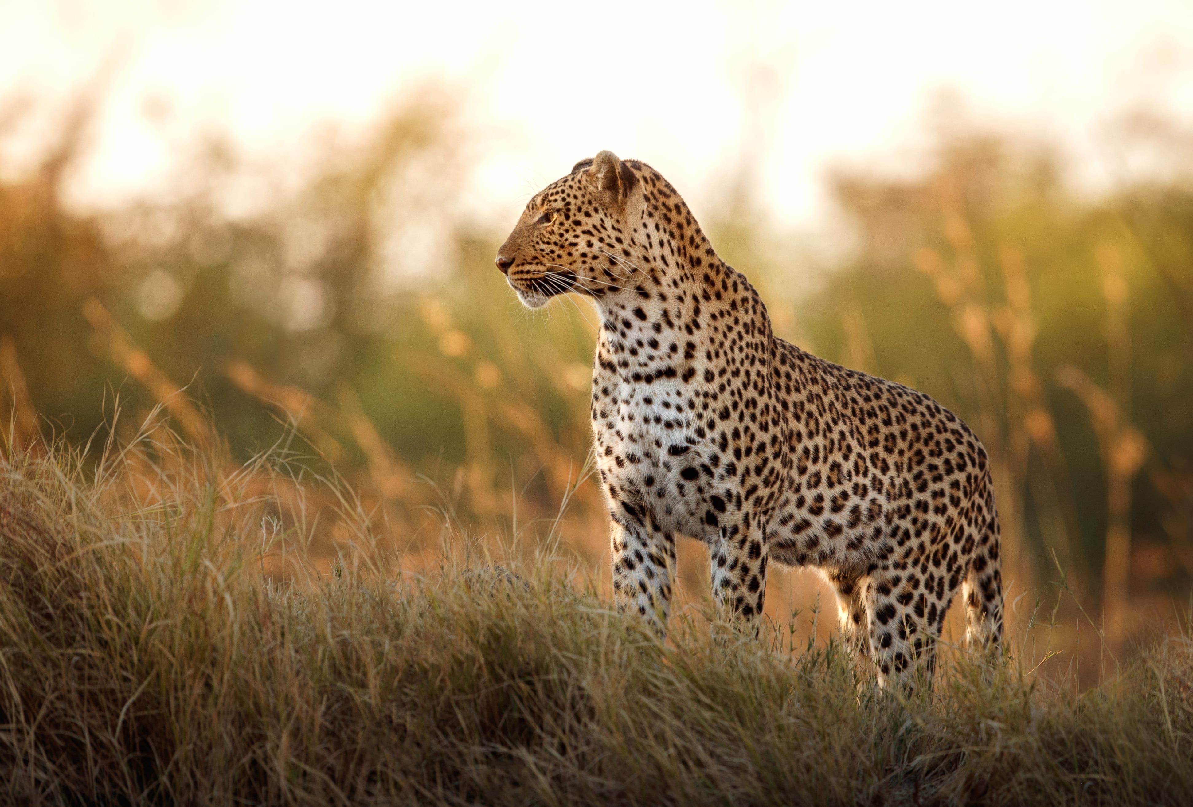 Animal Leopard wallpapers HD Animal Leopard wallpapers HD quality