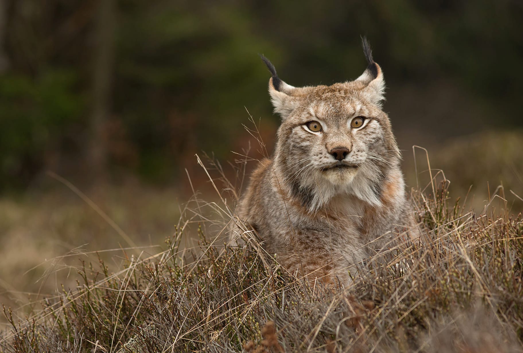 Animal Lynx wallpapers HD quality