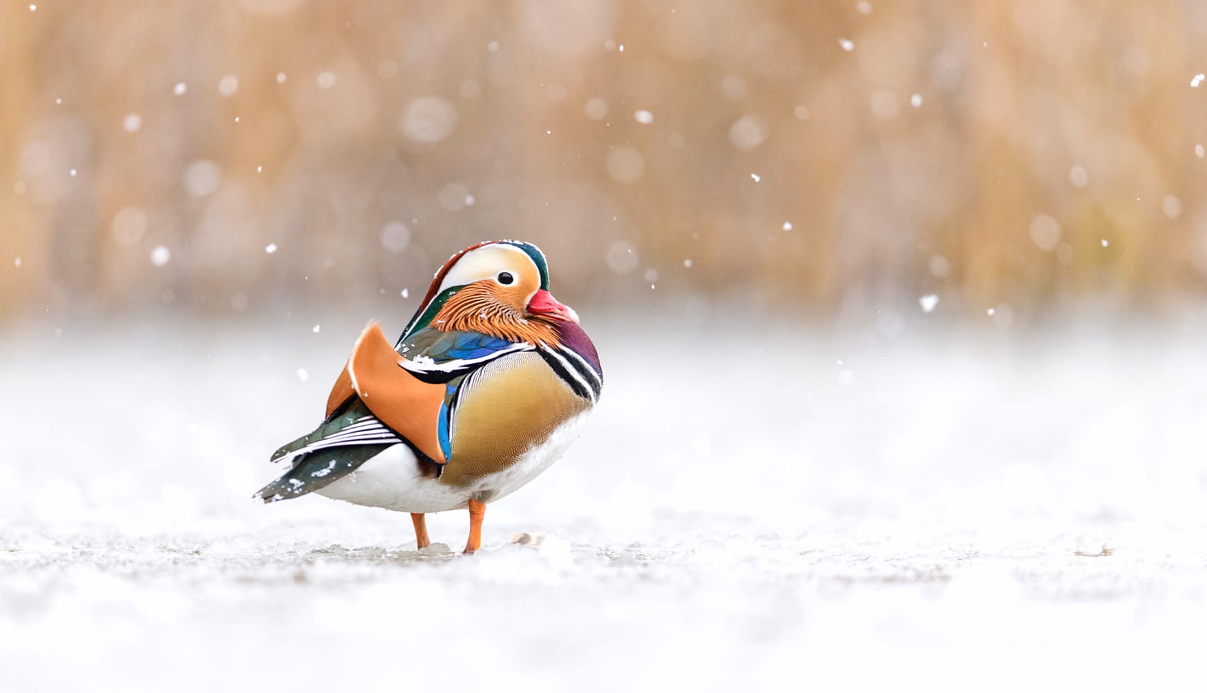 Animal Mandarin Duck wallpapers HD quality