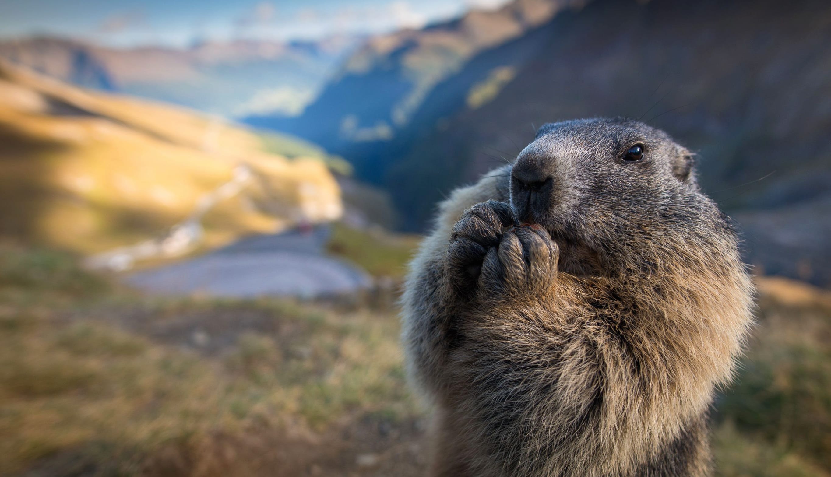 Animal Marmot wallpapers HD quality