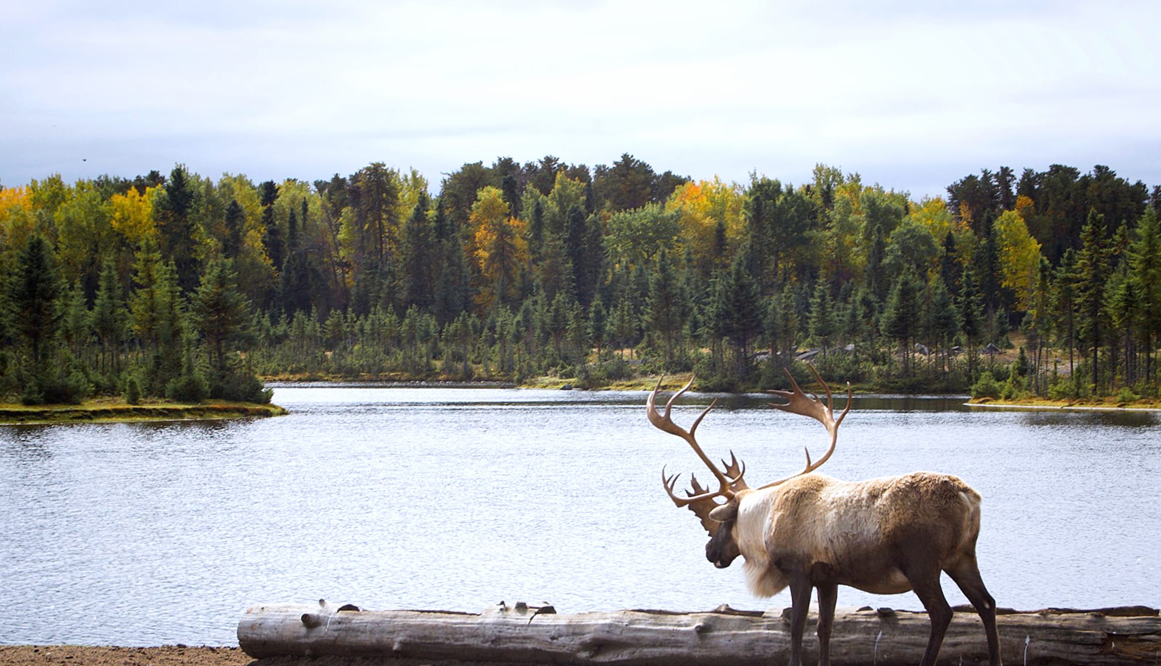 Animal Moose wallpapers HD quality