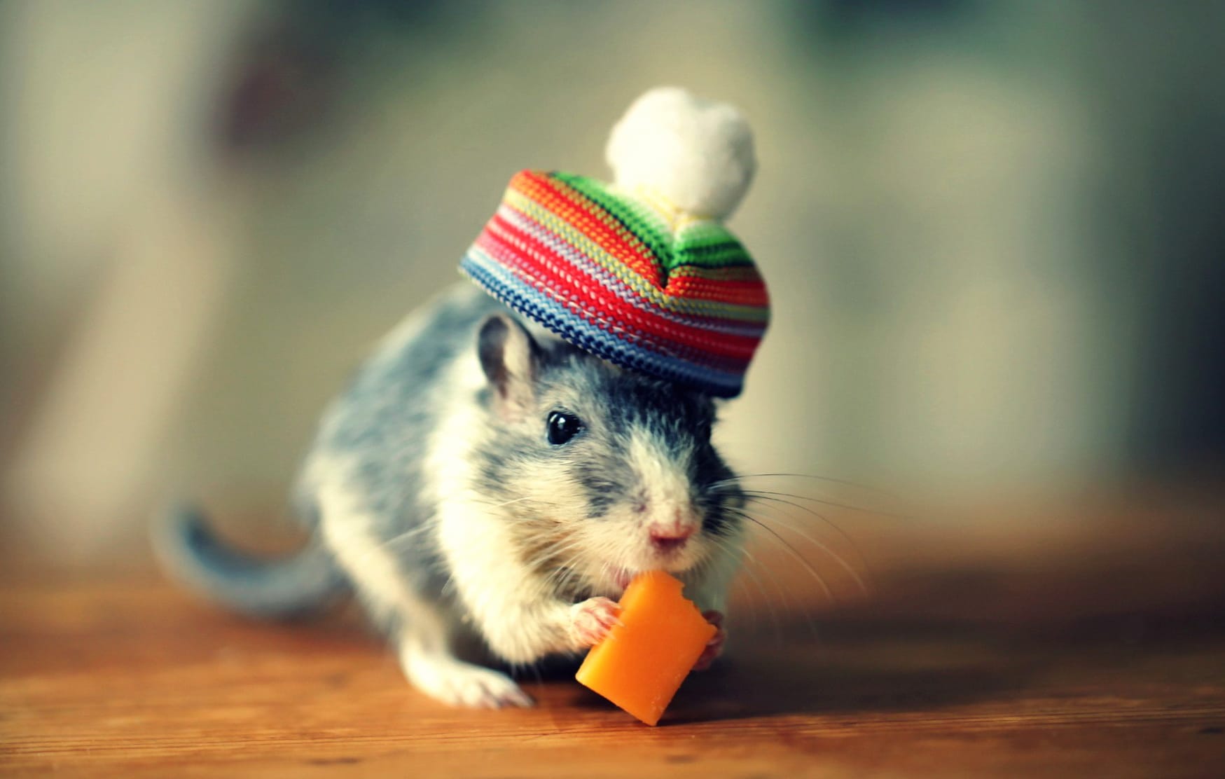 Animal Mouse wallpapers HD Animal Mouse wallpapers HD quality