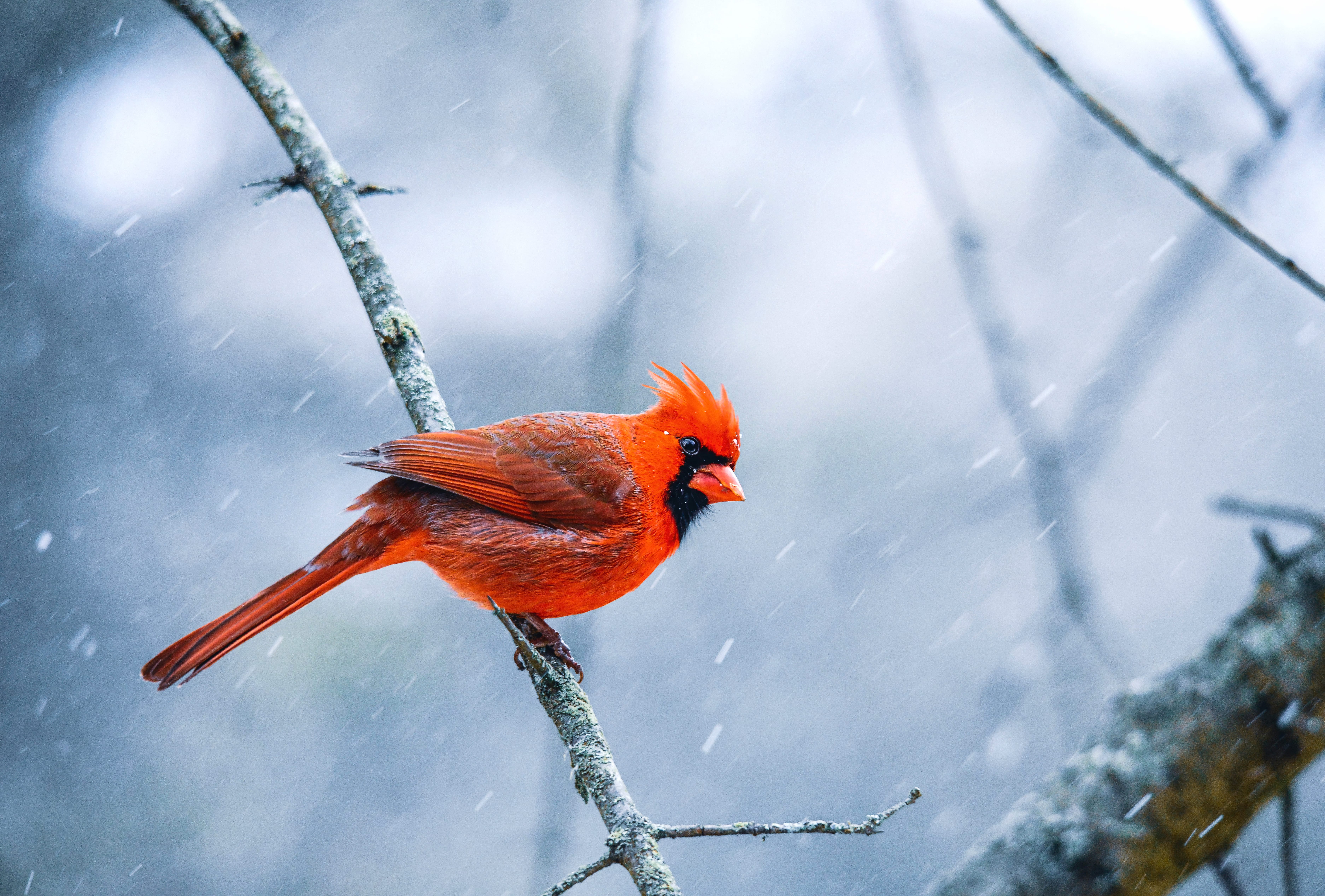 Animal Northern Cardinal 8k Ultra wallpapers HD quality