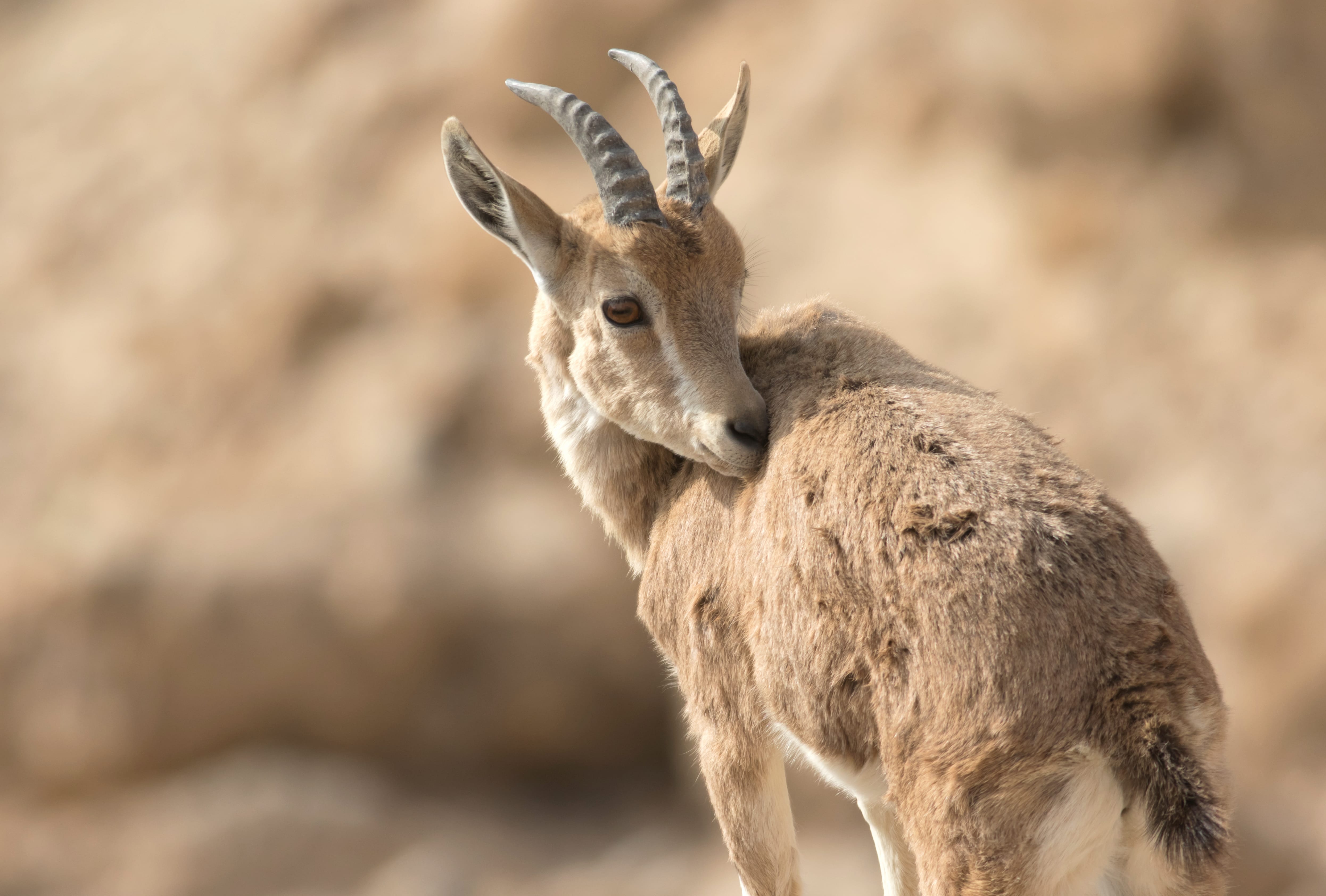 Animal Nubian Ibex wallpapers HD quality