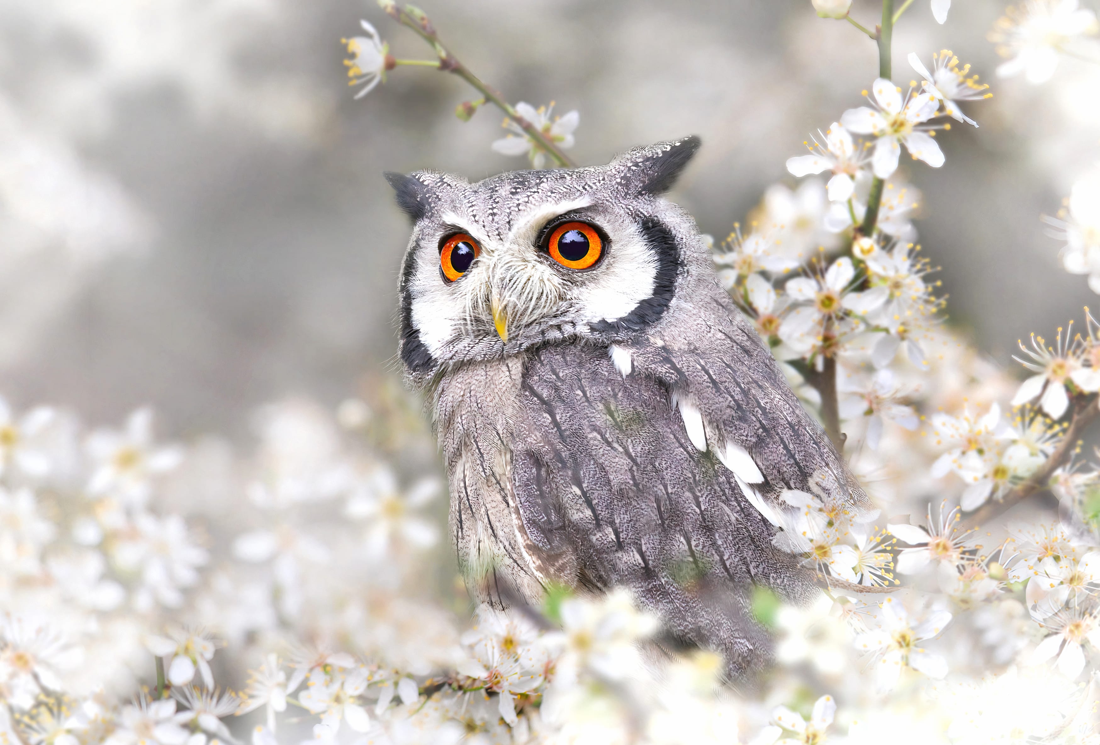 Animal Owl wallpapers HD Animal Owl wallpapers HD quality
