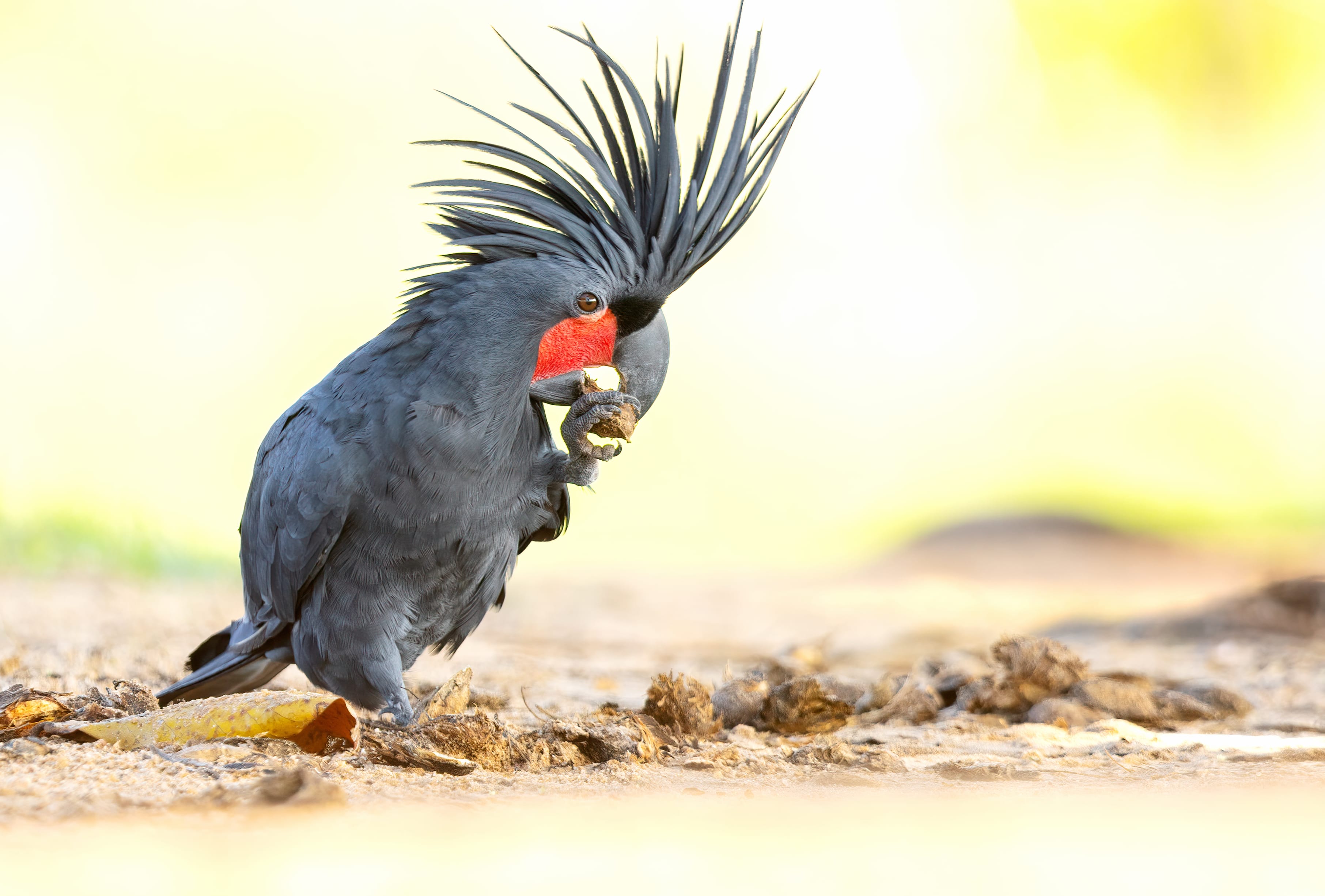 Animal Palm Cockatoo wallpapers HD Animal Palm Cockatoo wallpapers HD quality