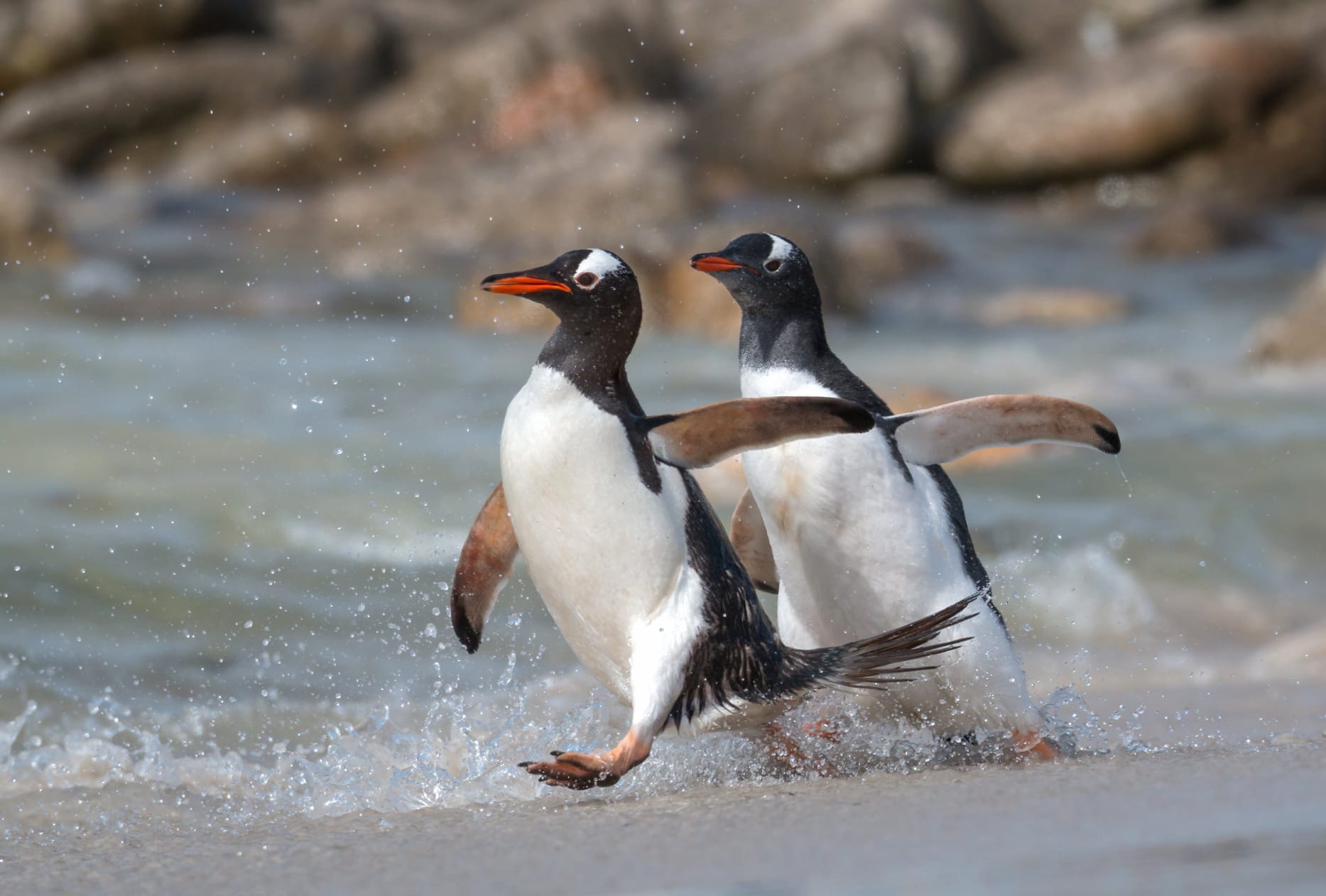 Animal Penguin at 1600 x 900 HD size wallpapers HD quality