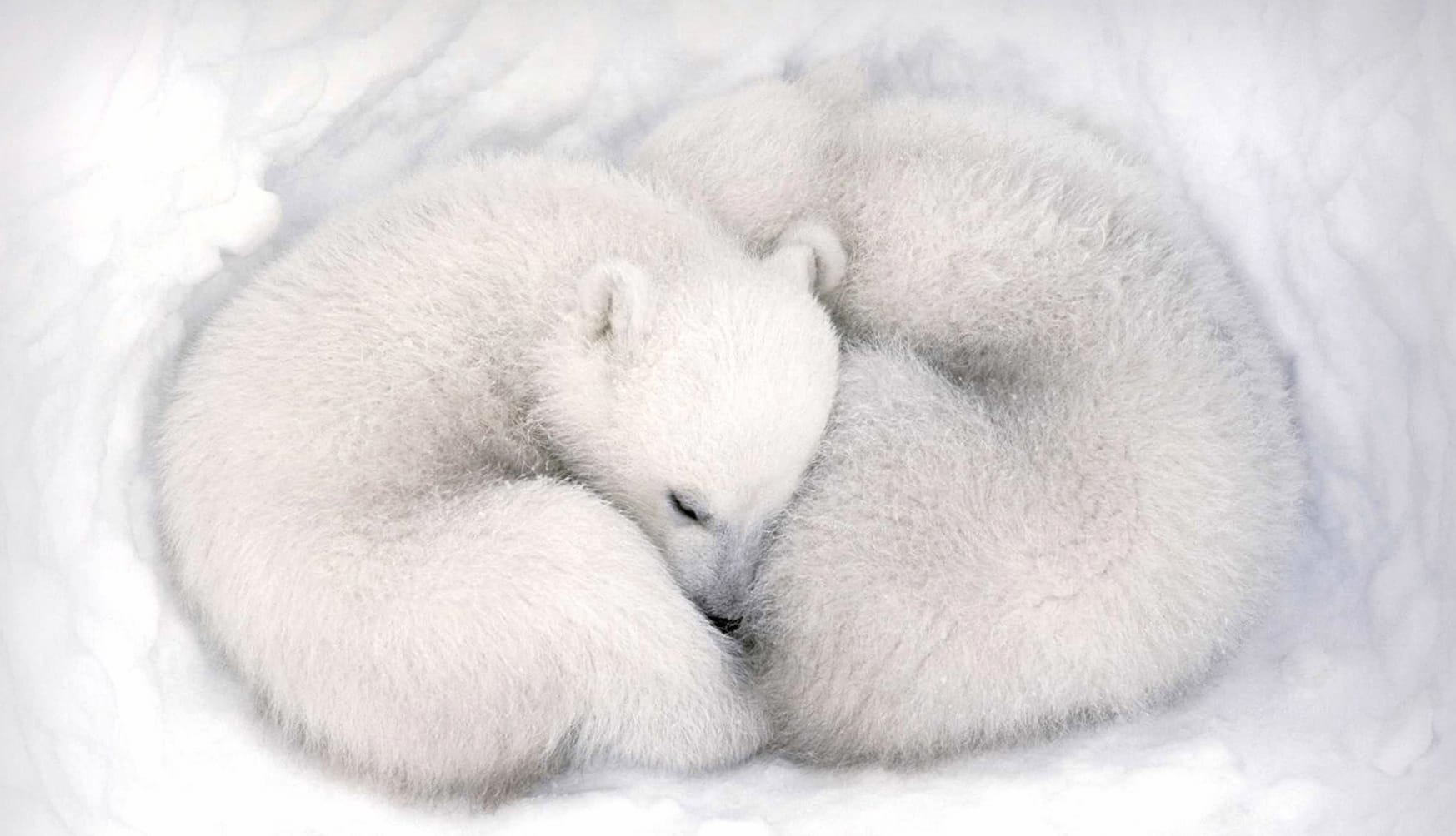 Animal Polar Bear wallpapers HD Animal Polar Bear wallpapers HD quality