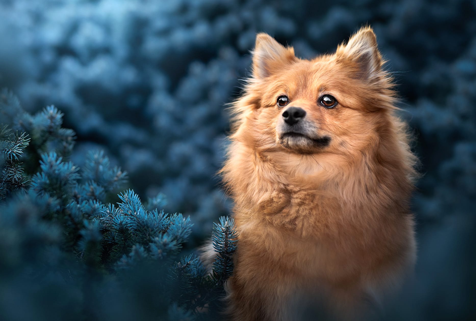 Animal Pomeranian wallpapers HD quality