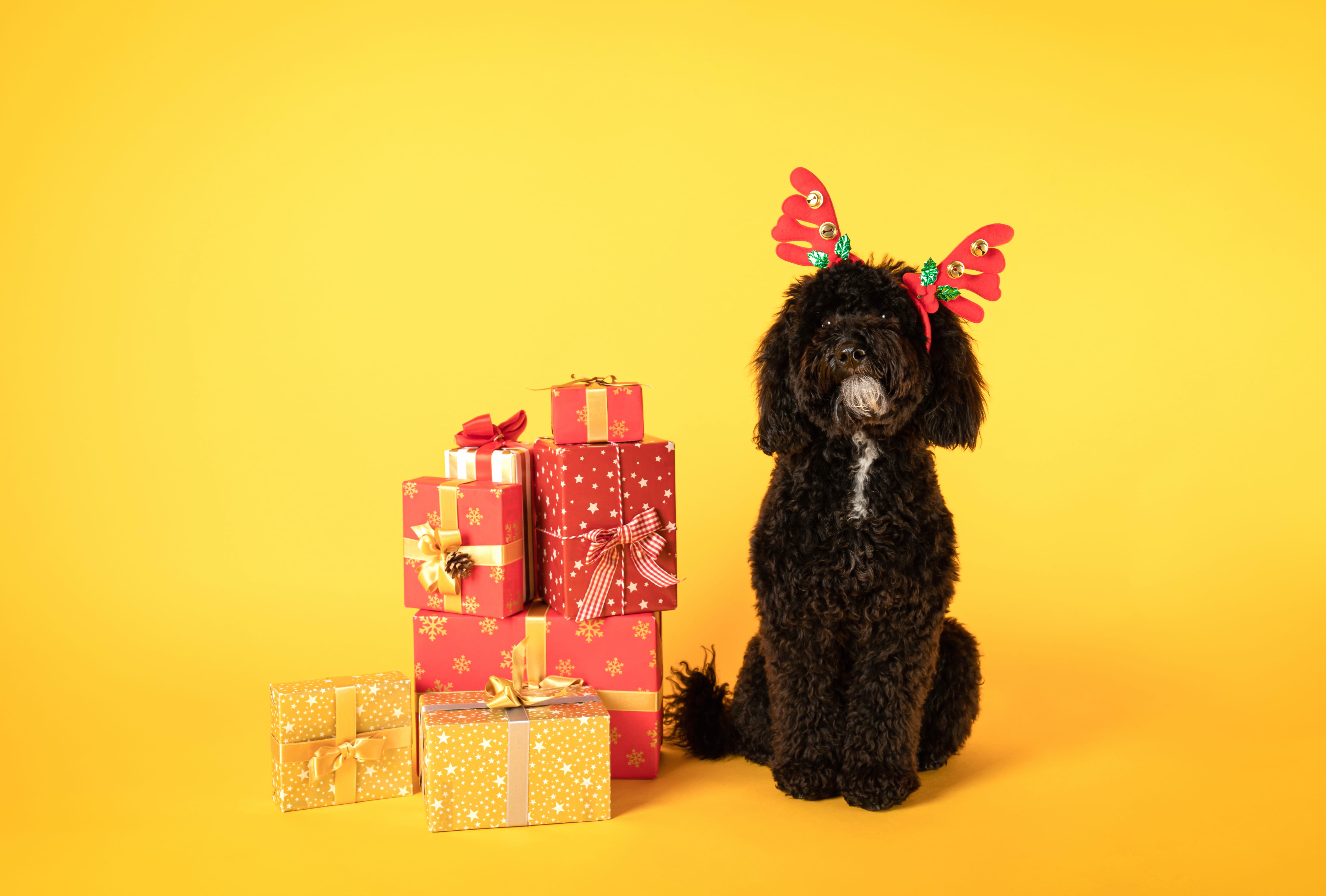 Animal Poodle wallpapers HD quality