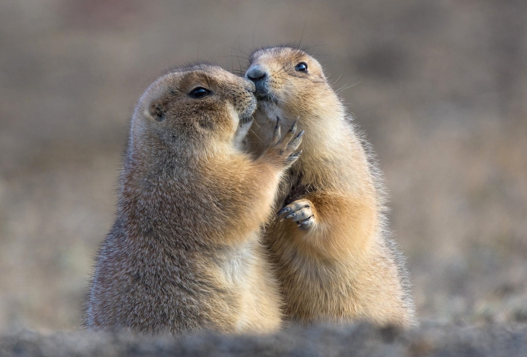 Animal Prairie Dog at 1680 x 945 HD size wallpapers HD quality