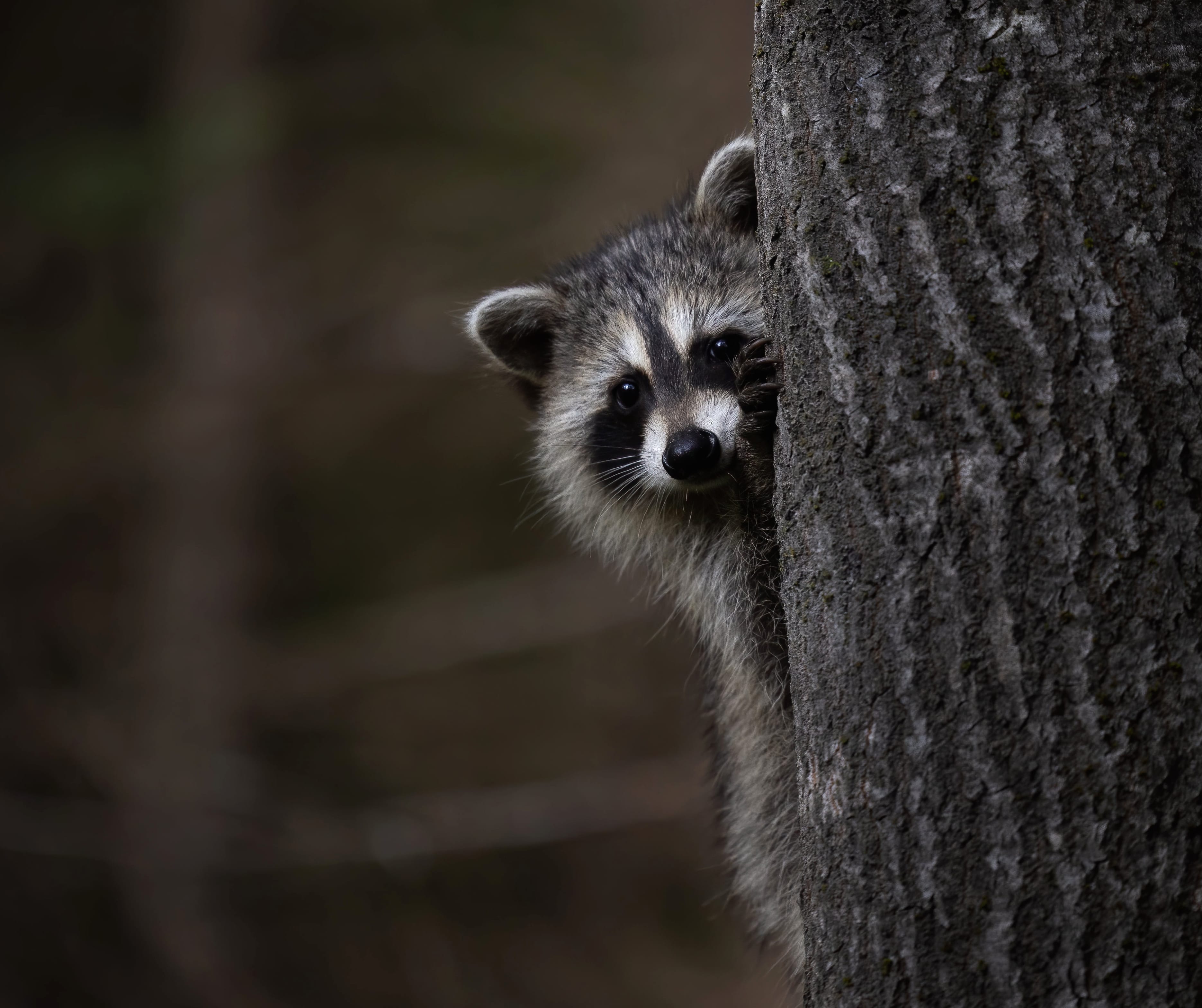 Animal Raccoon at 320 x 480 iPhone size wallpapers HD quality