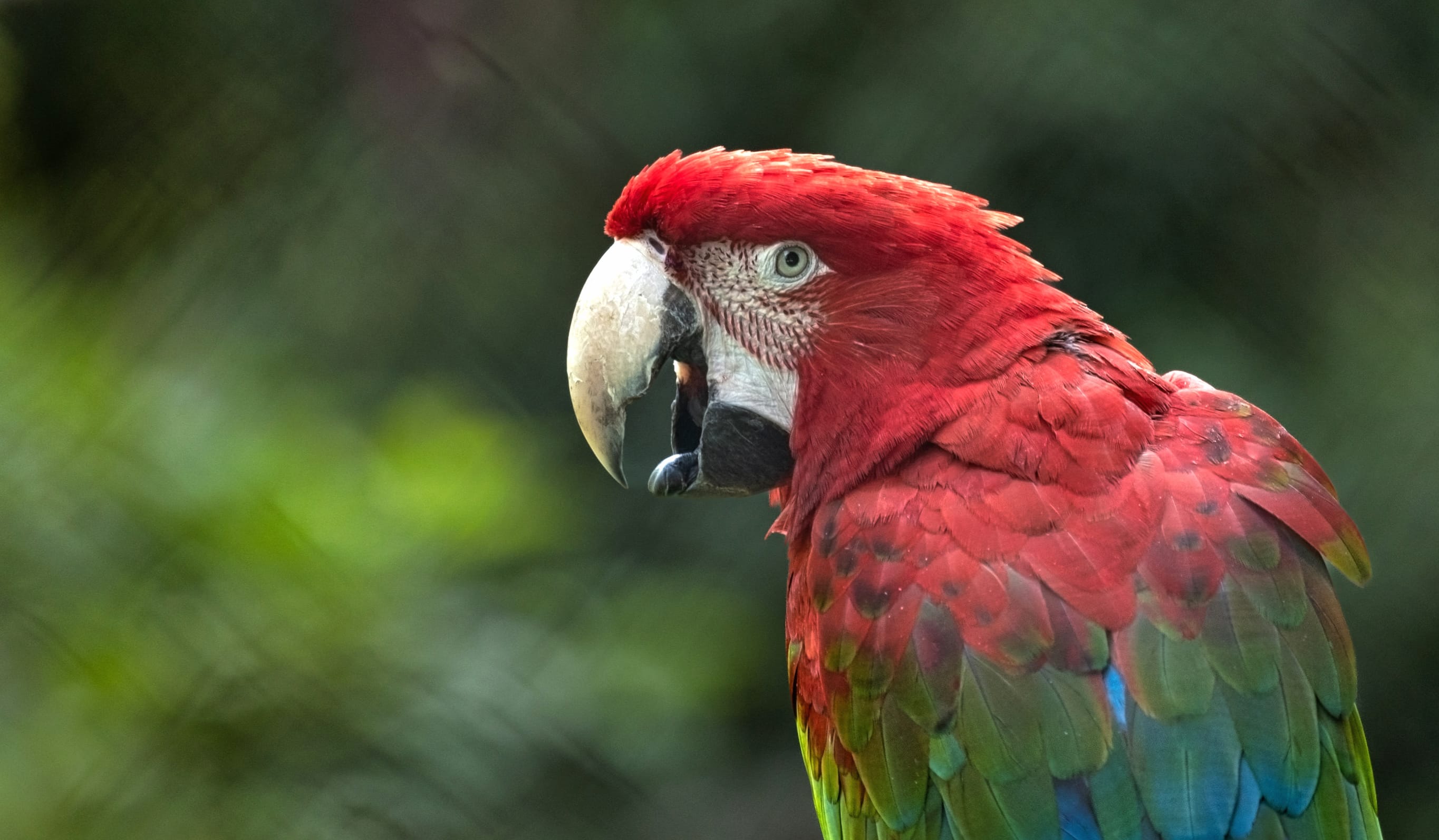 Animal Red-and-green Macaw Red-and-green Macaw at 1280 x 720 HD size wallpapers HD quality