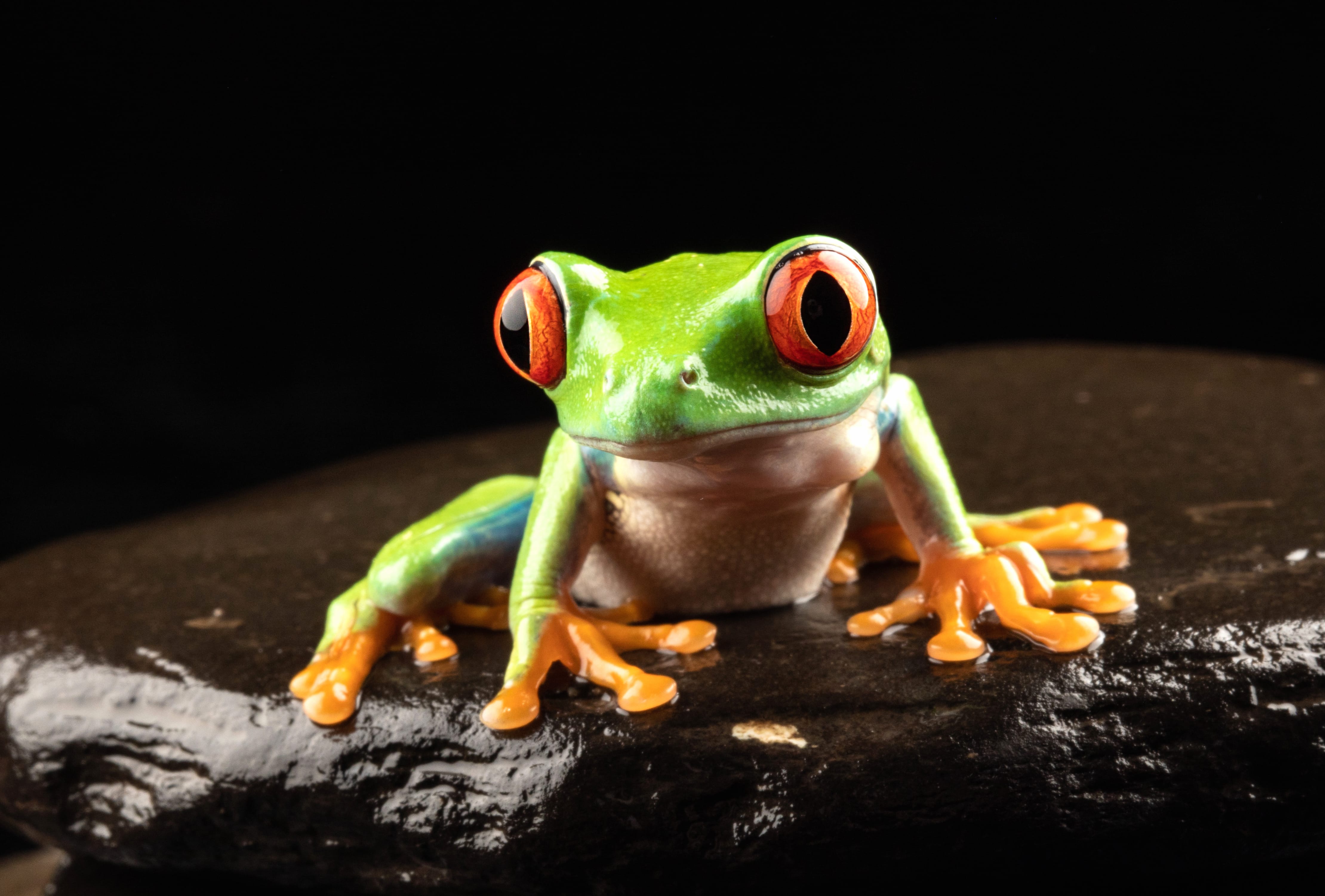 Animal Red-eyed Tree Frog wallpapers HD quality