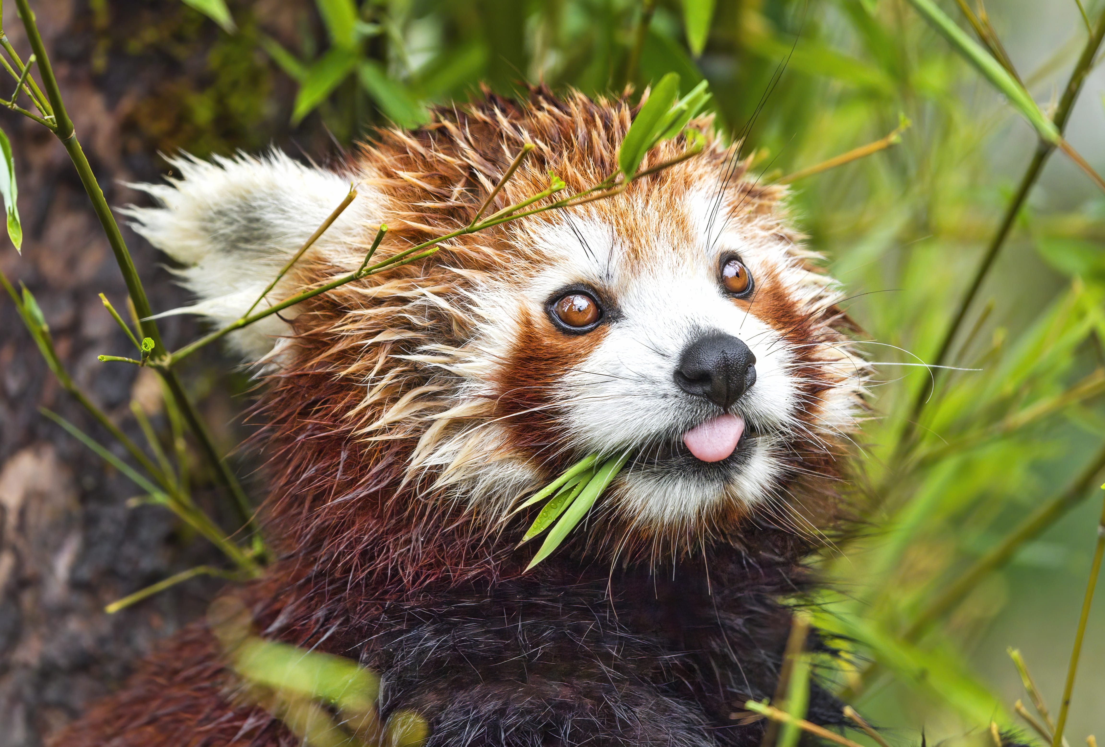 Animal Red Panda wallpapers HD quality