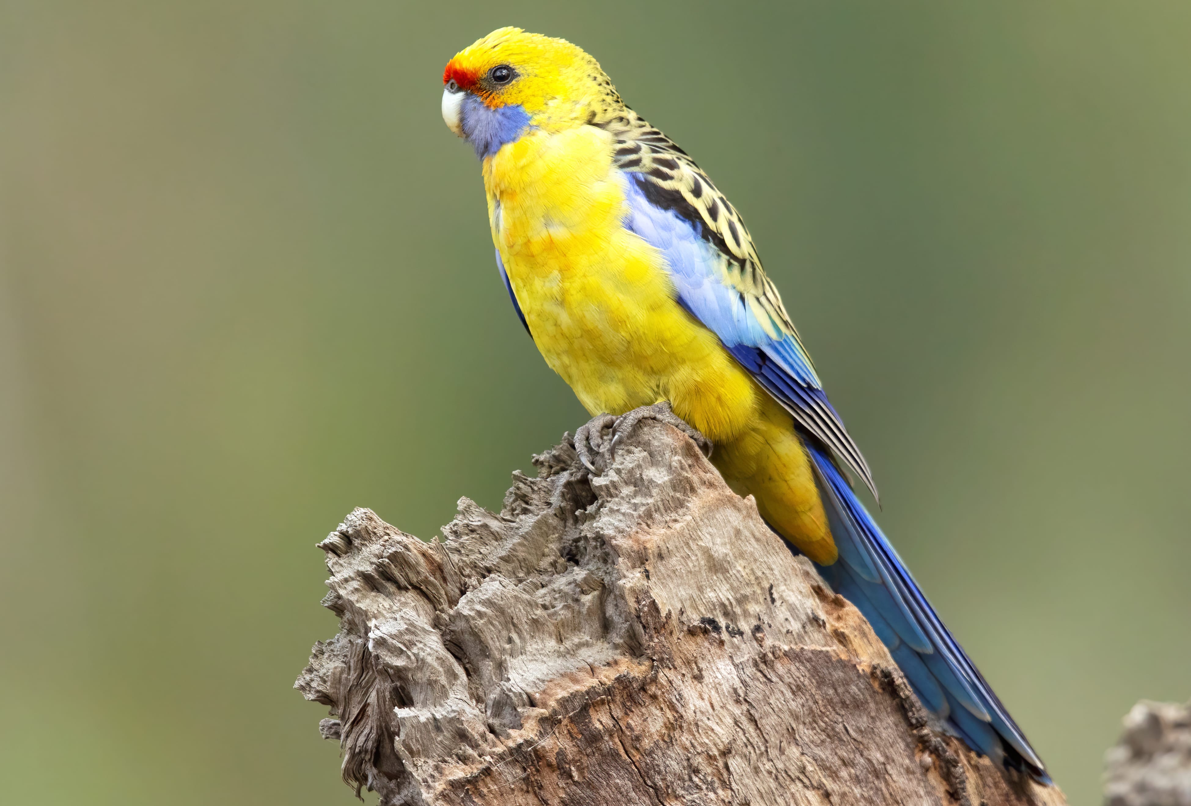 Animal Rosella at 640 x 960 iPhone 4 size wallpapers HD quality