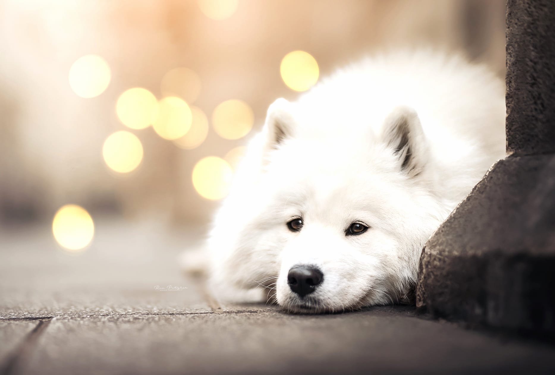 Animal Samoyed at 640 x 960 iPhone 4 size wallpapers HD quality