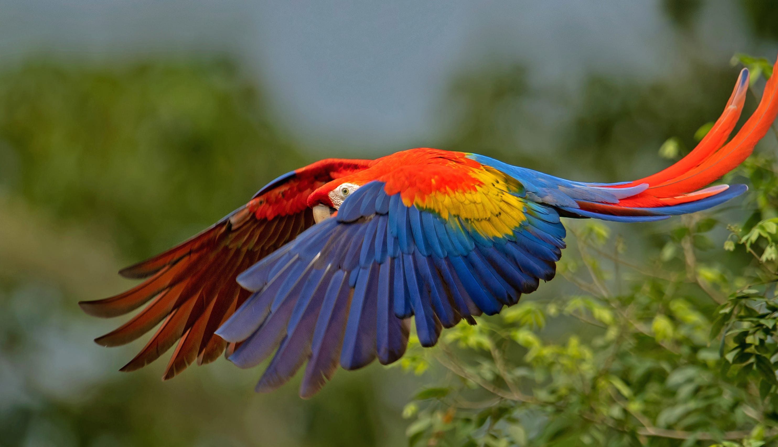 Animal Scarlet Macaw wallpapers HD Animal Scarlet Macaw wallpapers HD quality