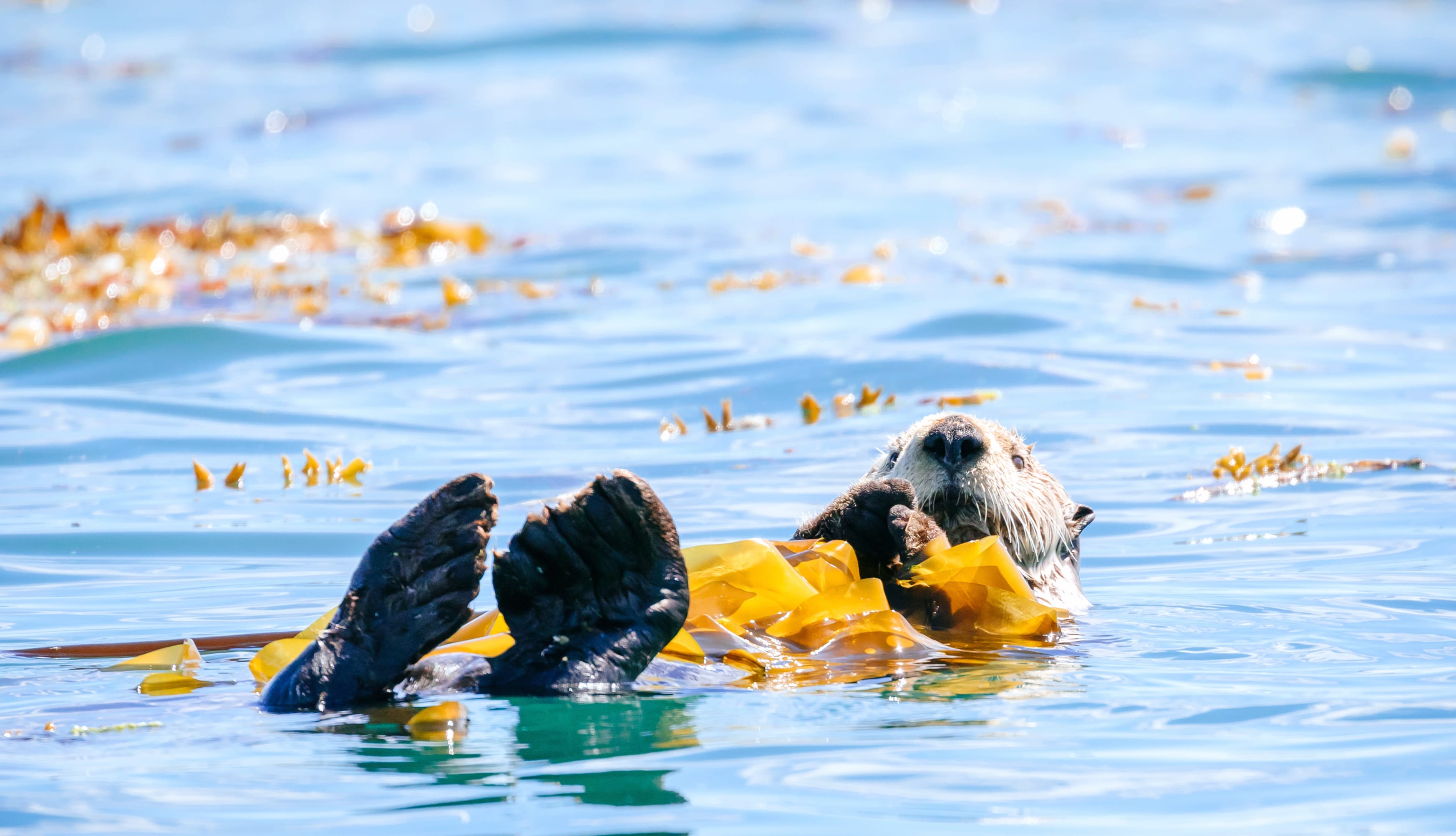 Animal Sea Otter wallpapers HD quality