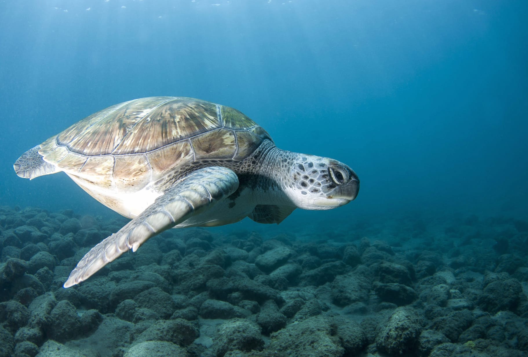 Animal Sea Turtle wallpapers HD quality