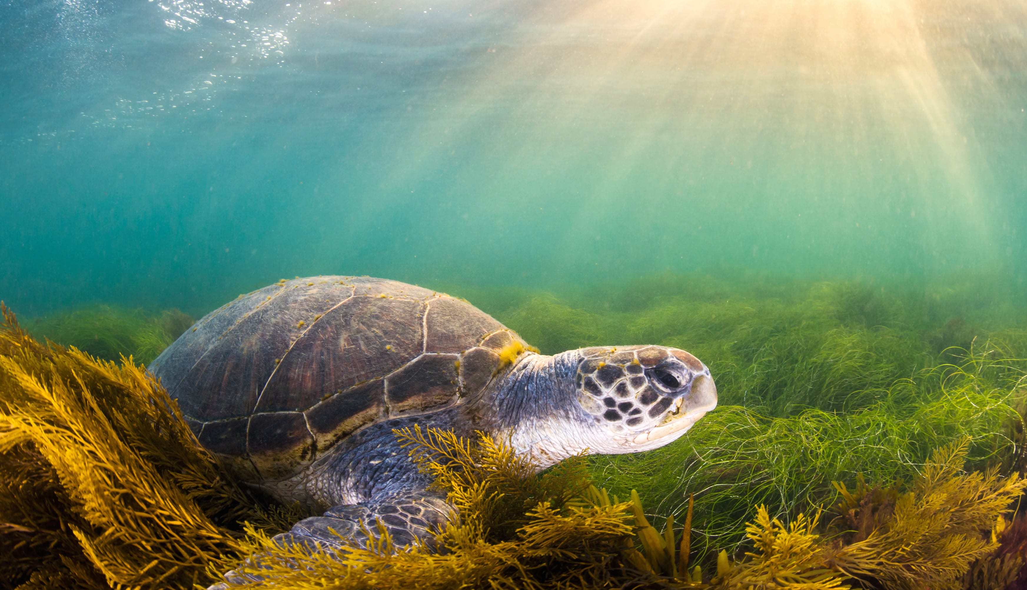 Animal Sea Turtle Underwater wallpapers HD quality