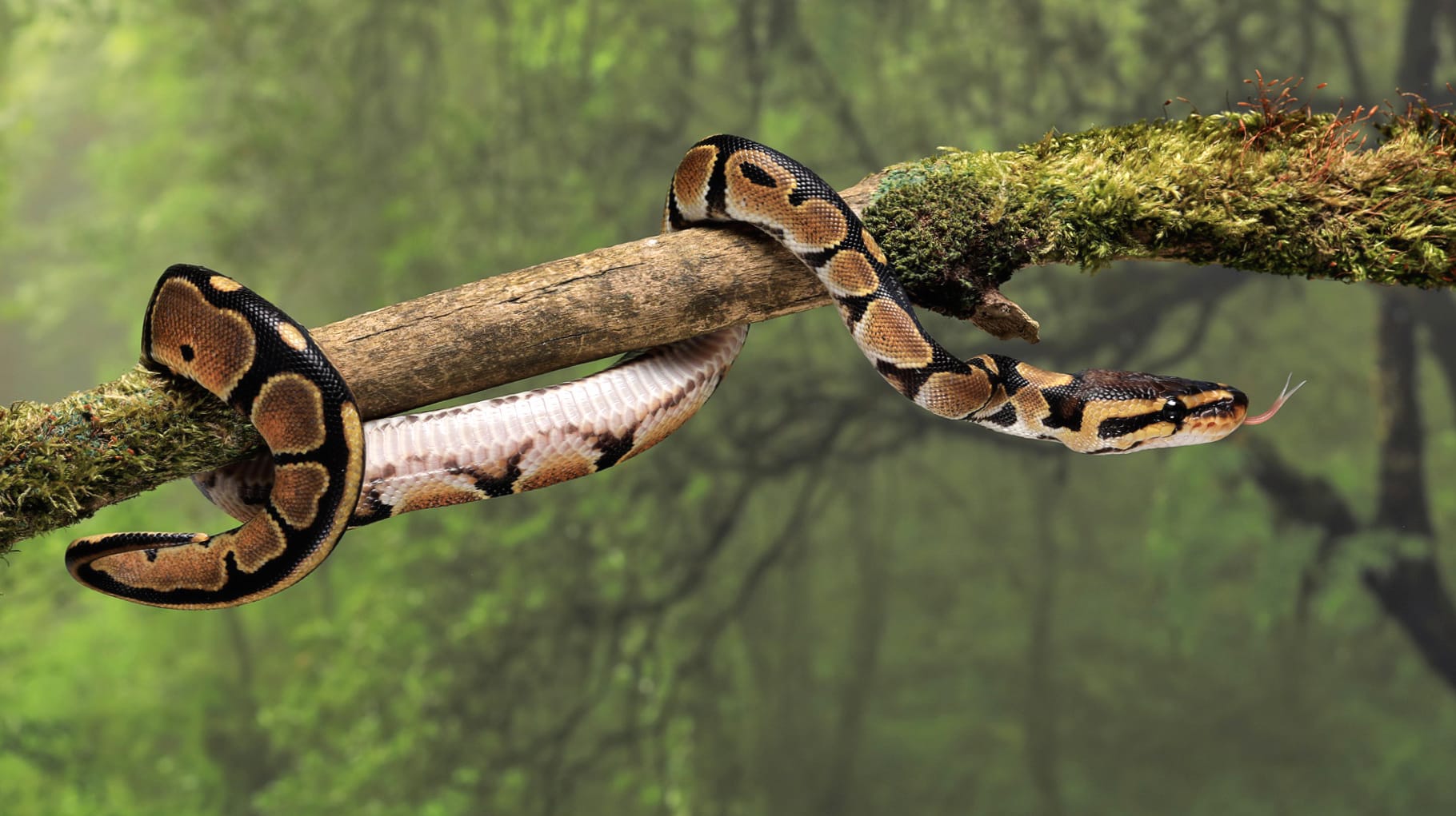 Animal Snake wallpapers HD Animal Snake wallpapers HD quality