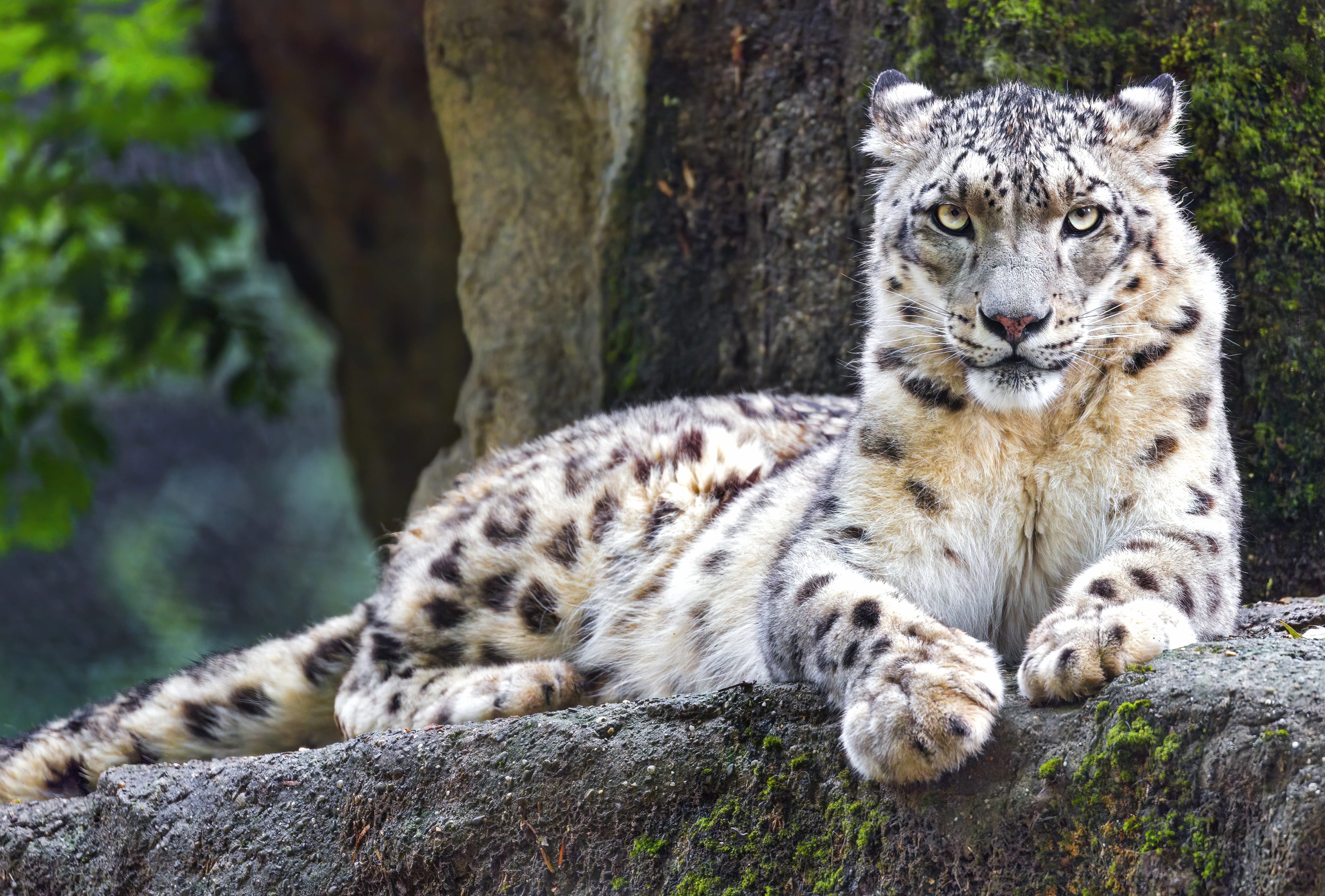 Animal Snow Leopard wallpapers HD quality